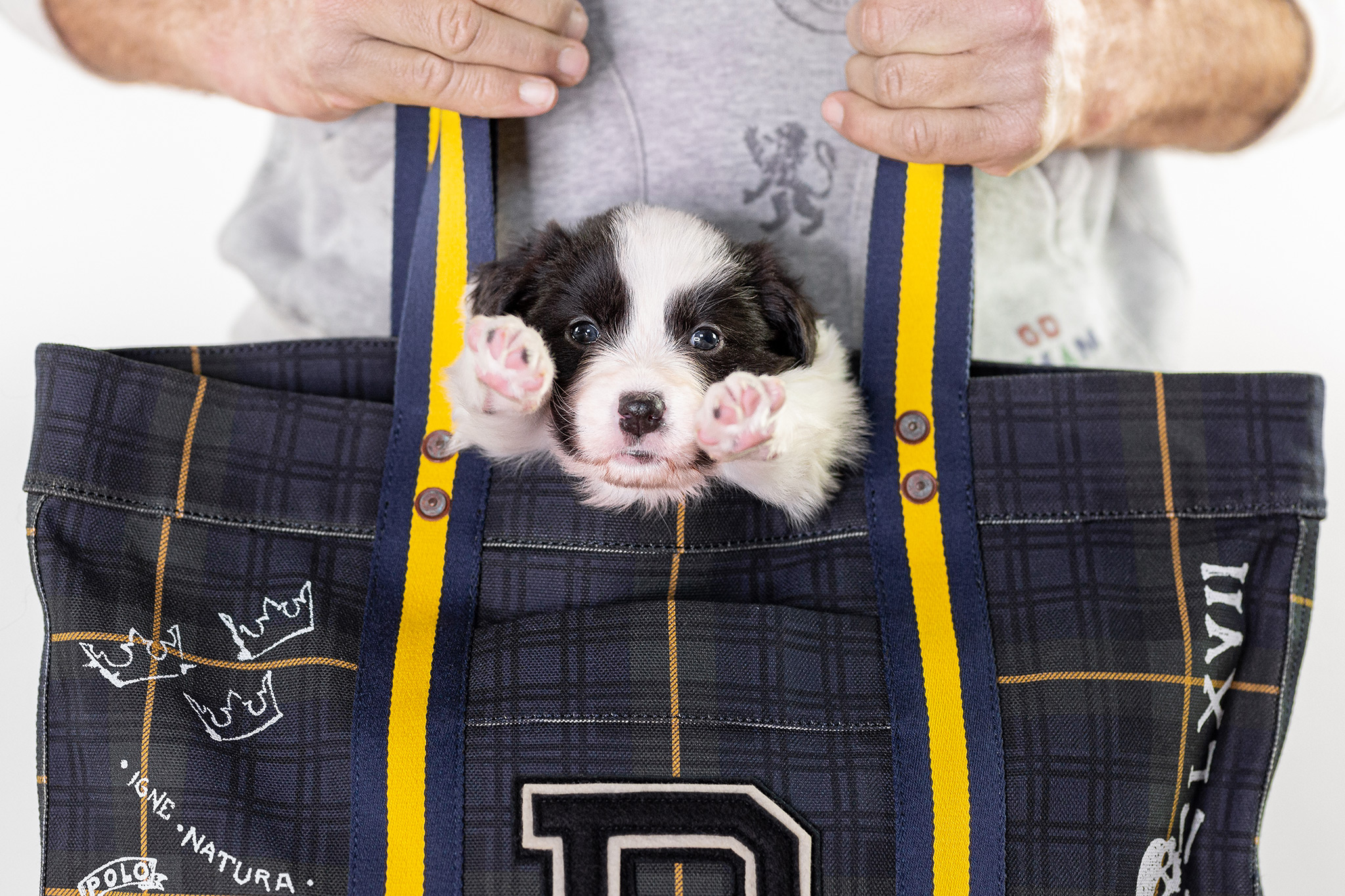 Border Collie Welpe in Polo Ralph Lauren Tasche