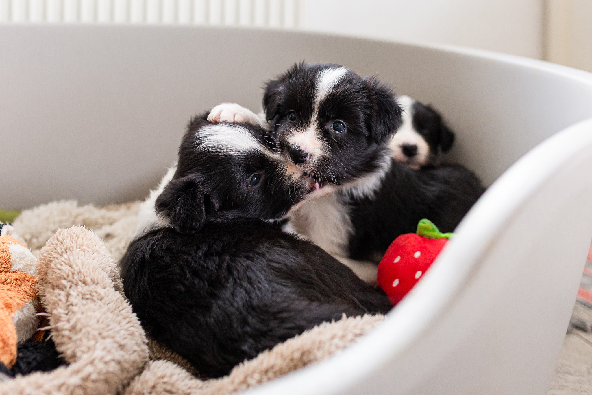 Border Collie Welpen in der fünften Lebenswoche