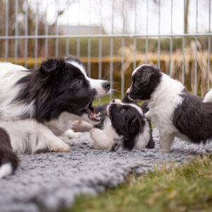 Border Collie Welpen in der fünften Lebenswoche