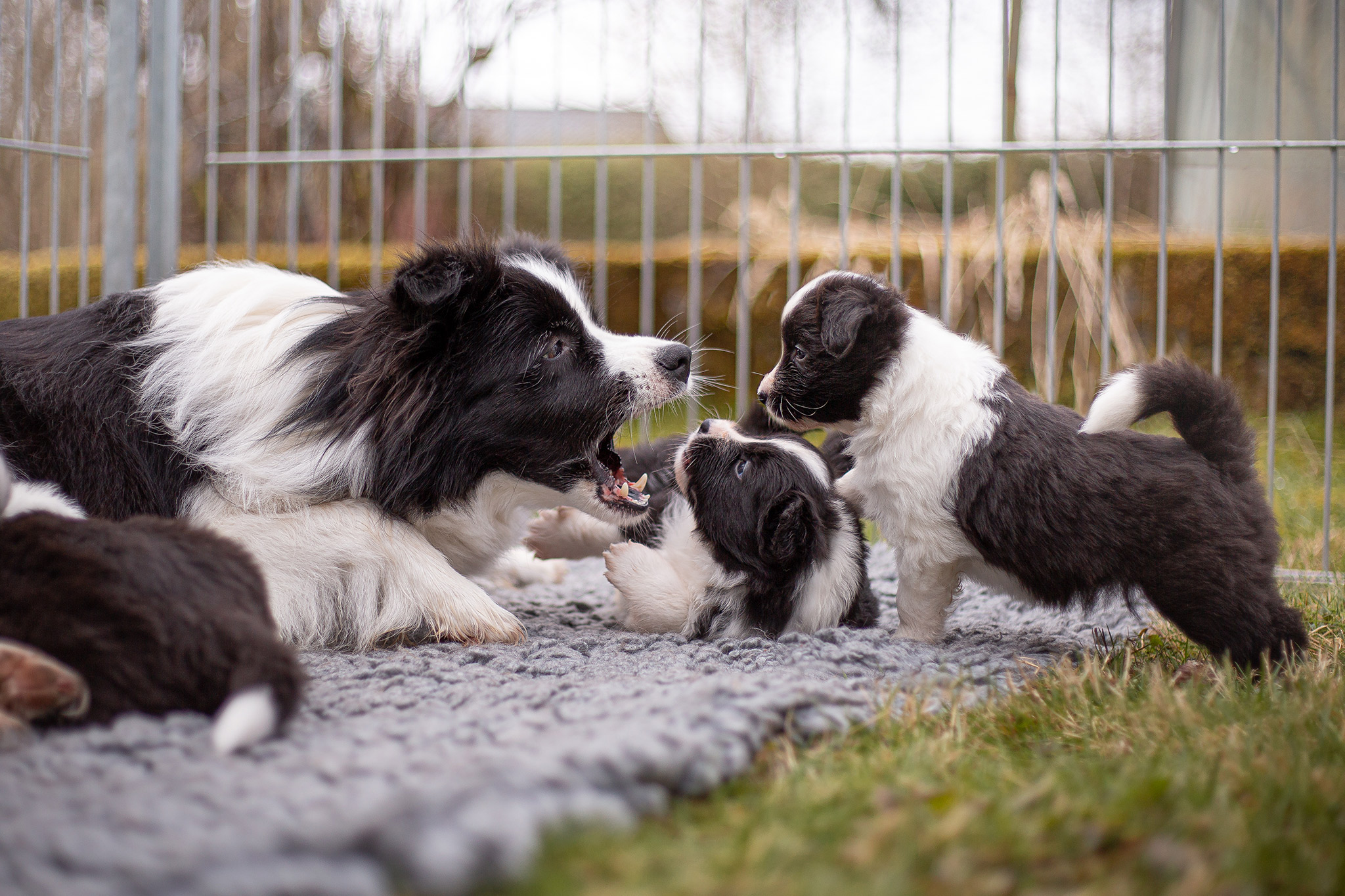 Border Collie Welpen in der fünften Lebenswoche