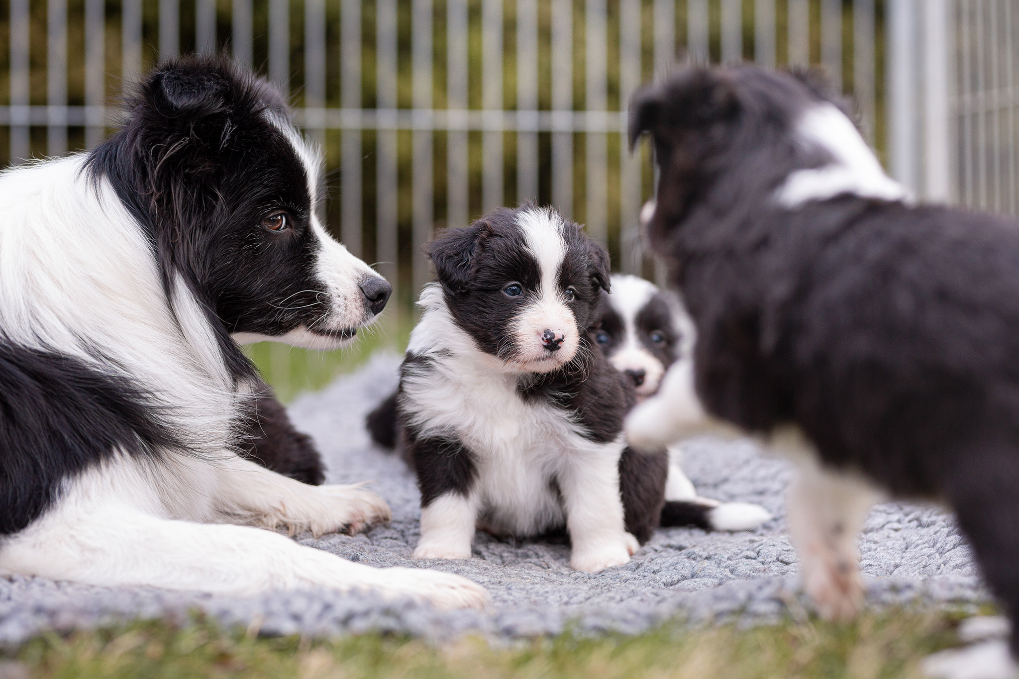 Border Collie Welpen in der fünften Lebenswoche