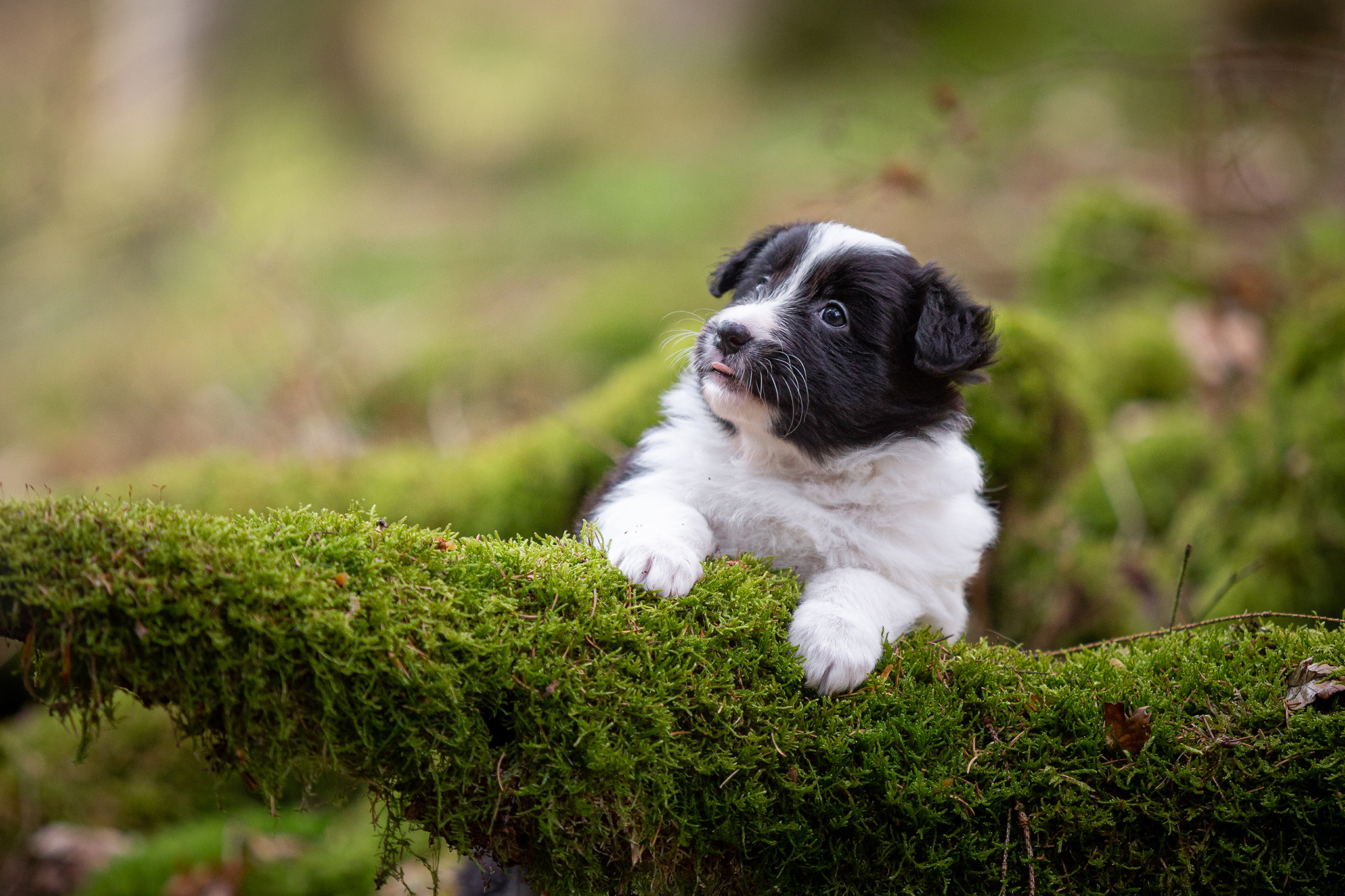 Border Collie Welpen im Wald