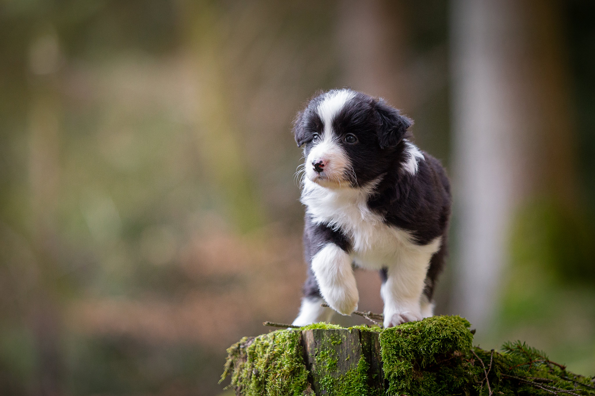 Border Collie Welpen im Wald