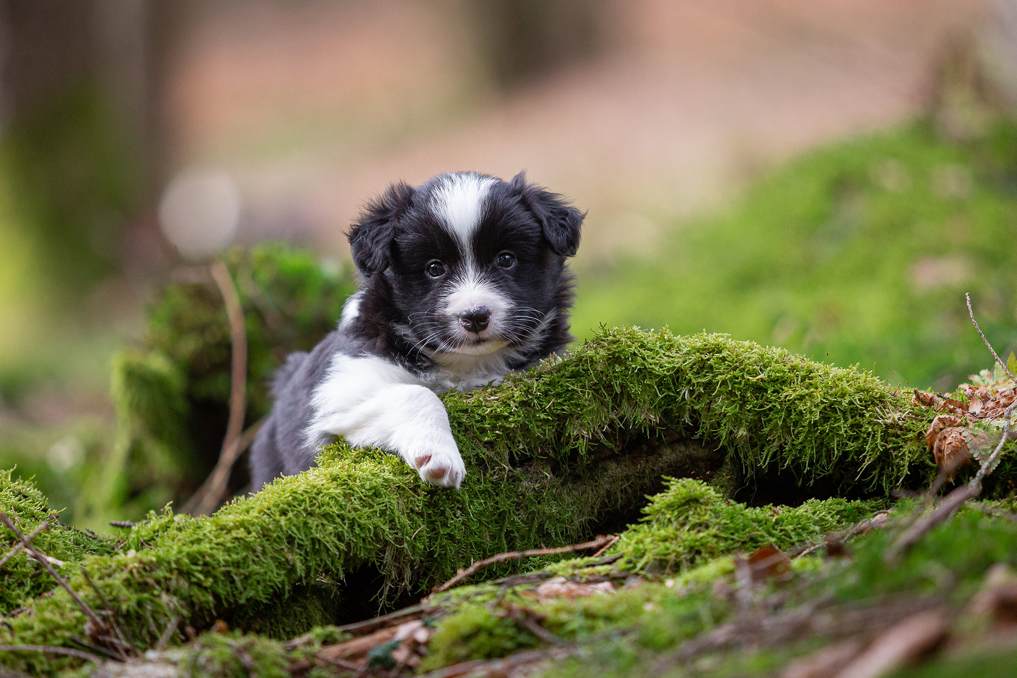 Border Collie Welpen im Wald