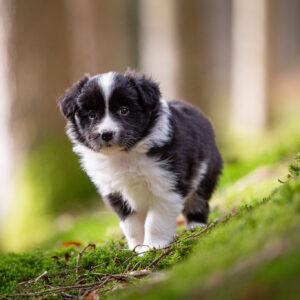 Border Collie Welpen im Wald