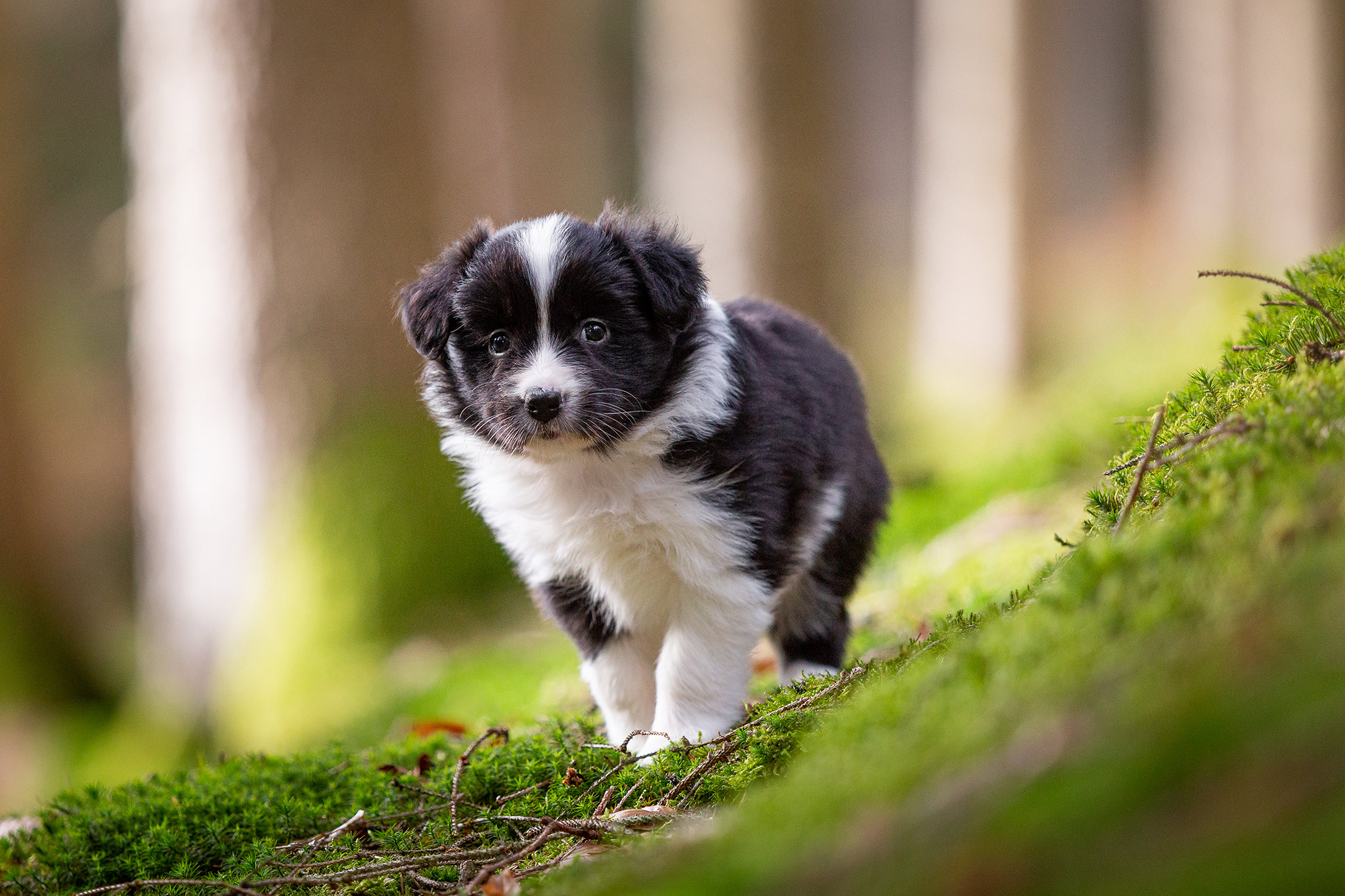 Border Collie Welpen im Wald