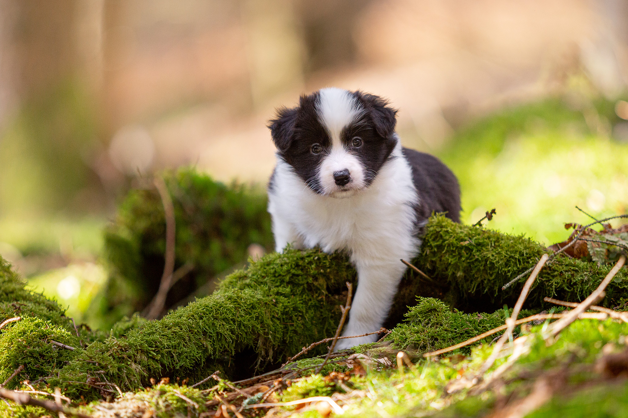 Border Collie Welpen im Wald