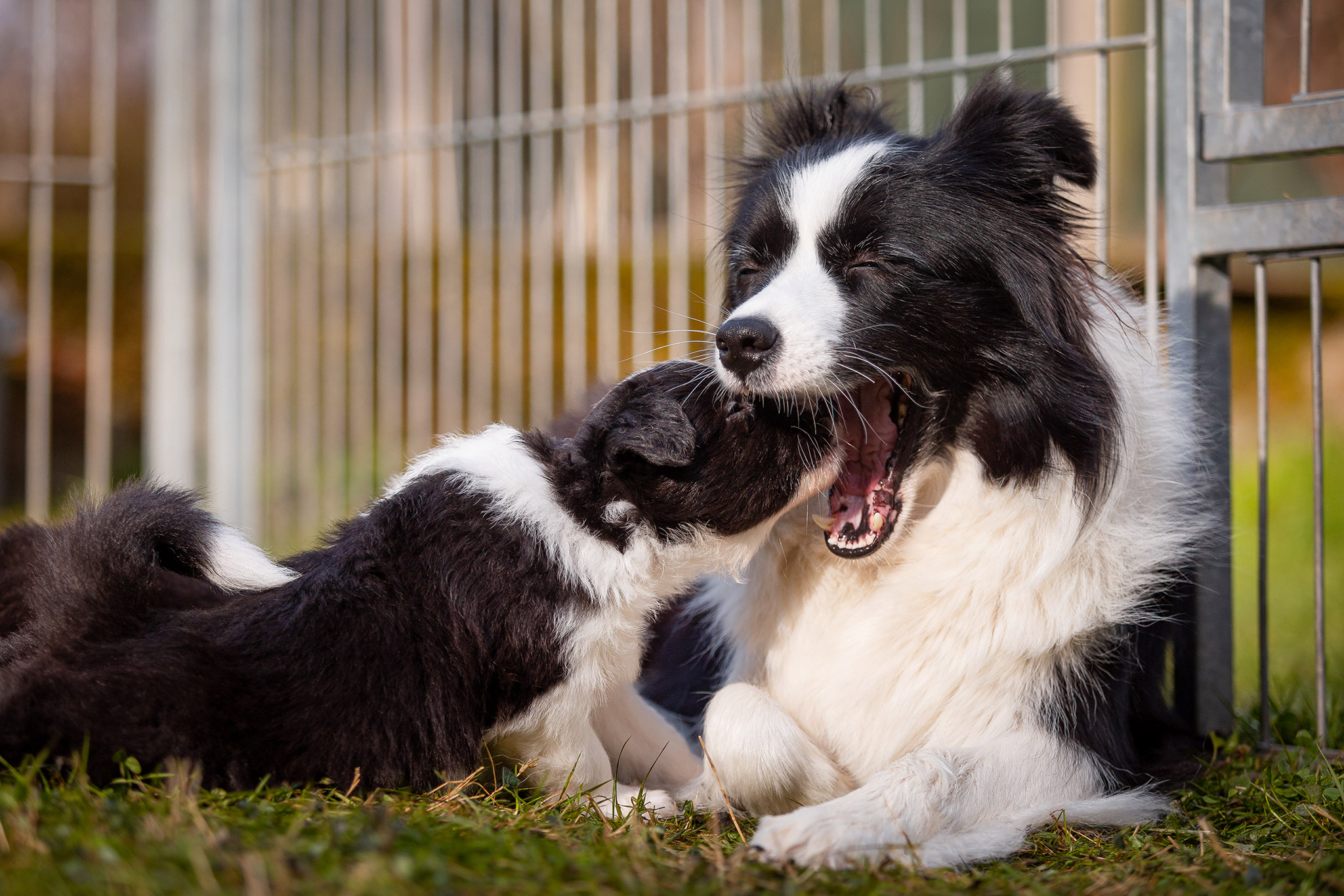 Border Collie Welpen in der sechsten Lebenswoche