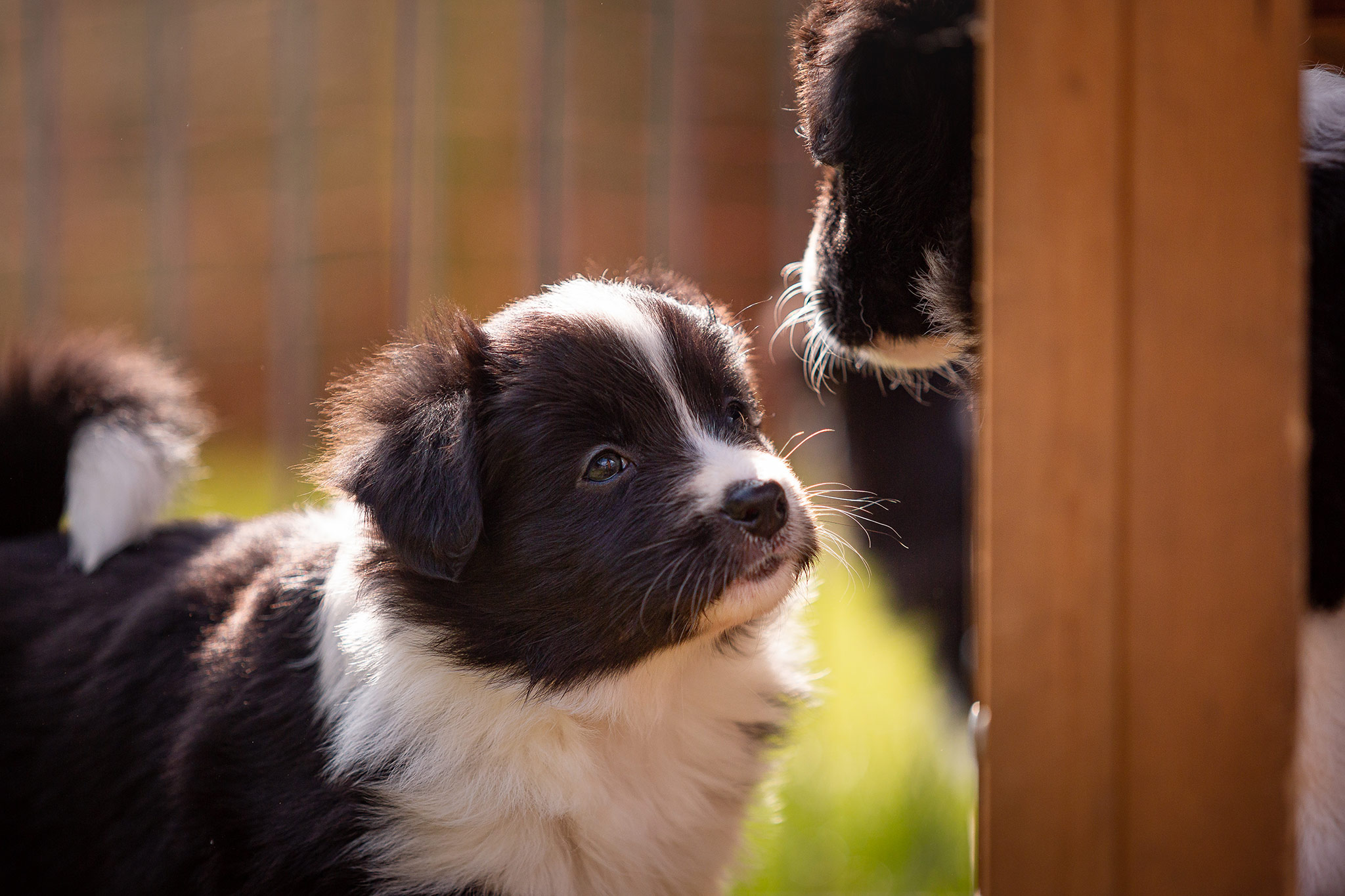 Border Collie Welpen in der sechsten Lebenswoche