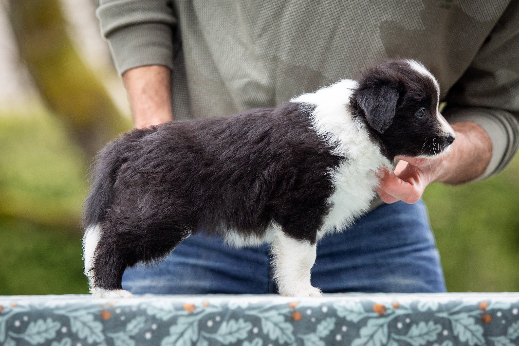 Border Collie Welpen in der sechsten Lebenswoche