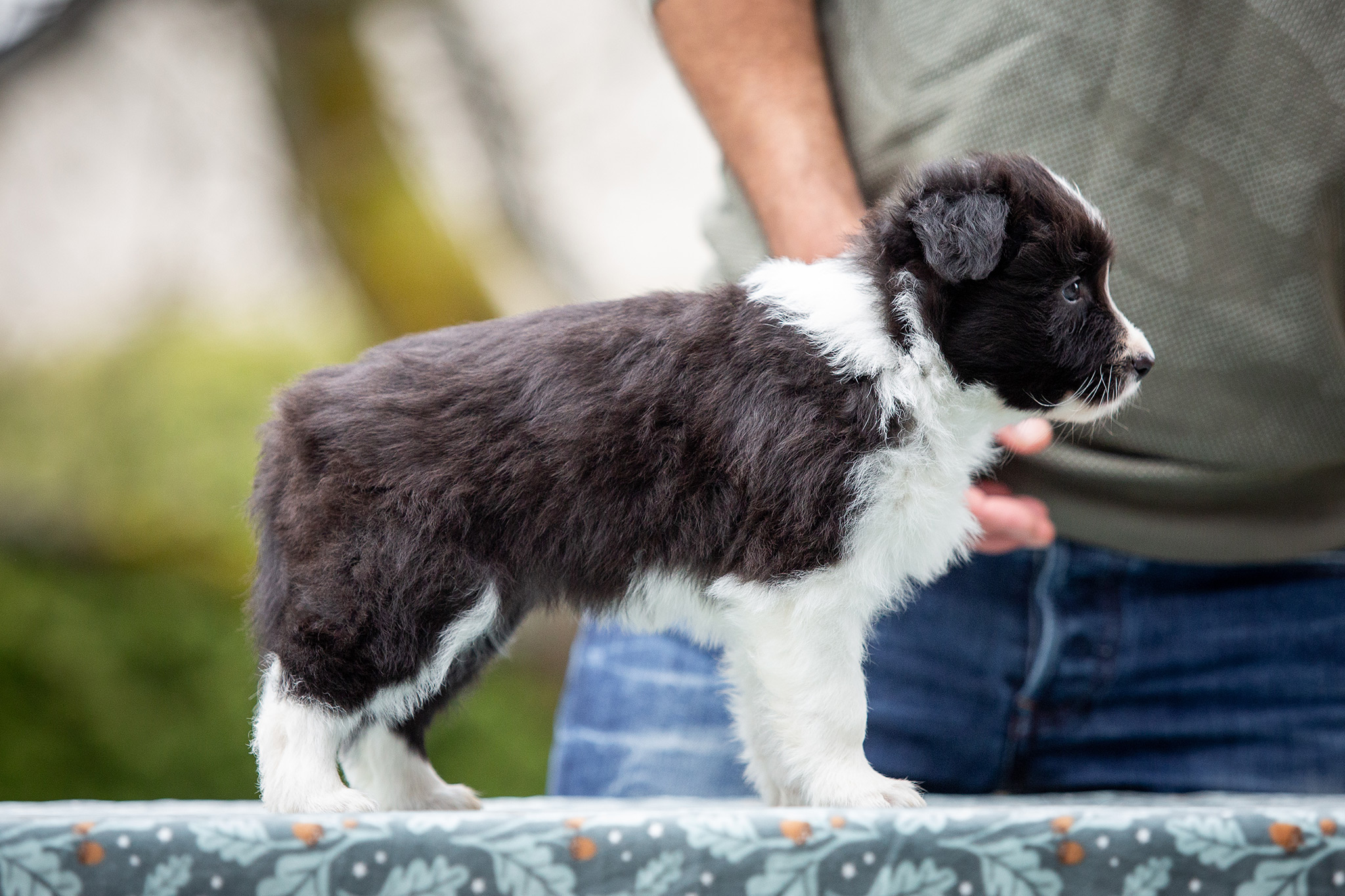 Border Collie Welpen in der sechsten Lebenswoche