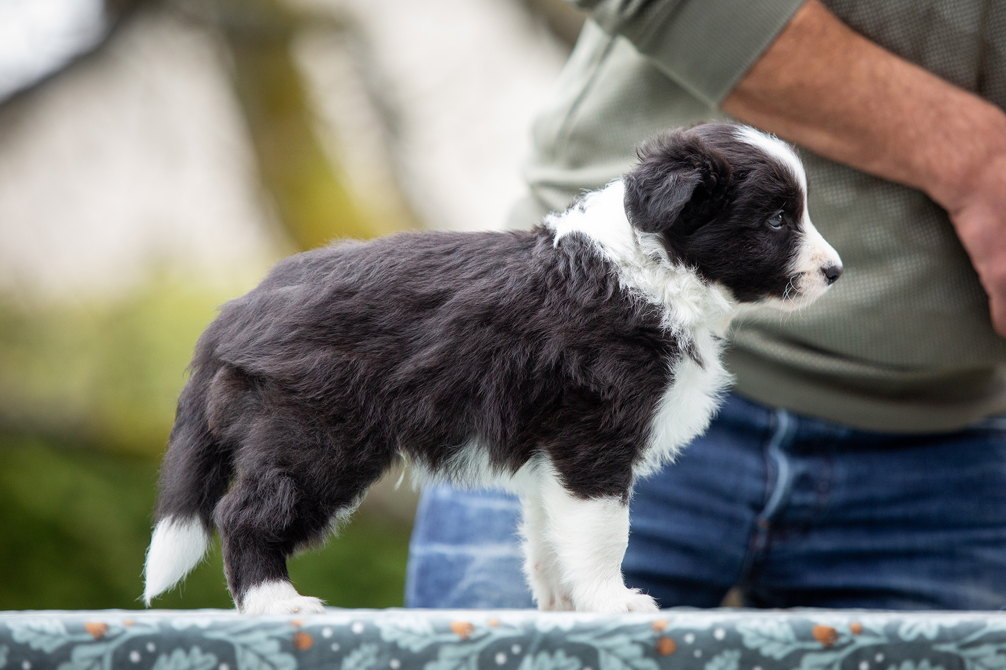 Border Collie Welpen in der sechsten Lebenswoche