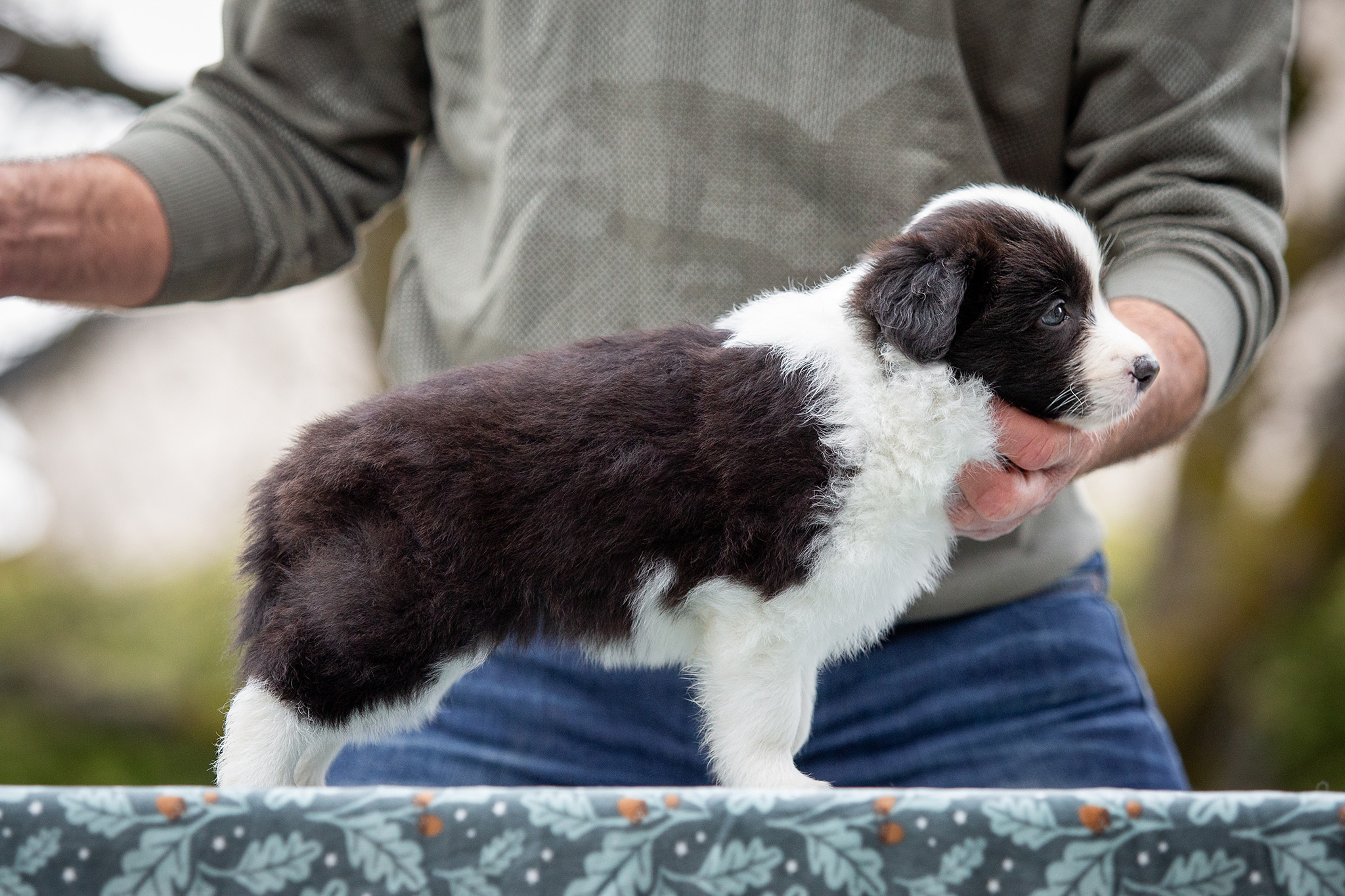 Border Collie Welpen in der sechsten Lebenswoche