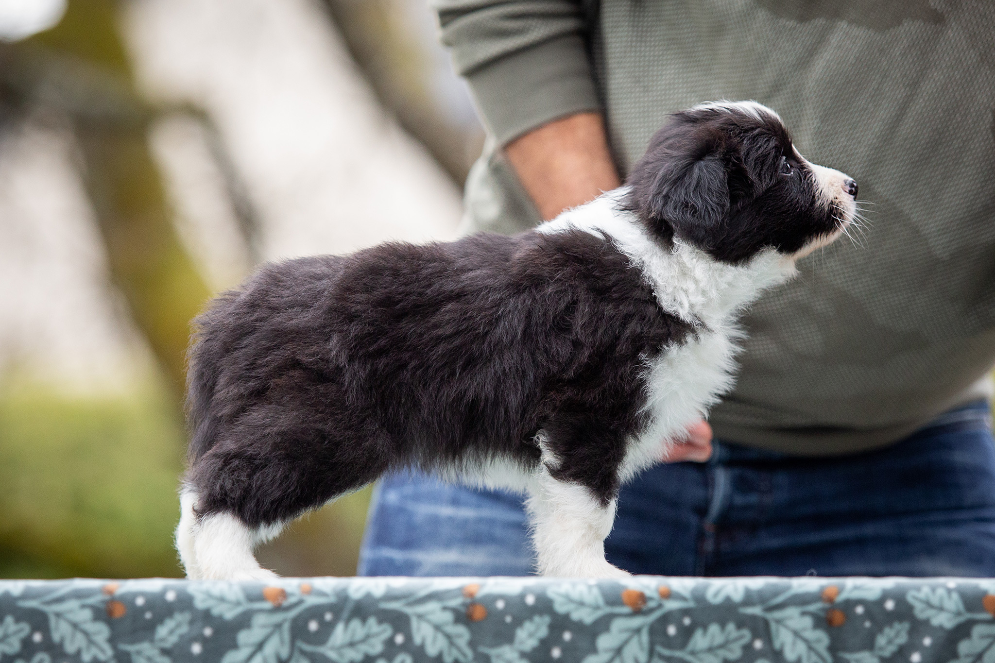 Border Collie Welpen in der sechsten Lebenswoche