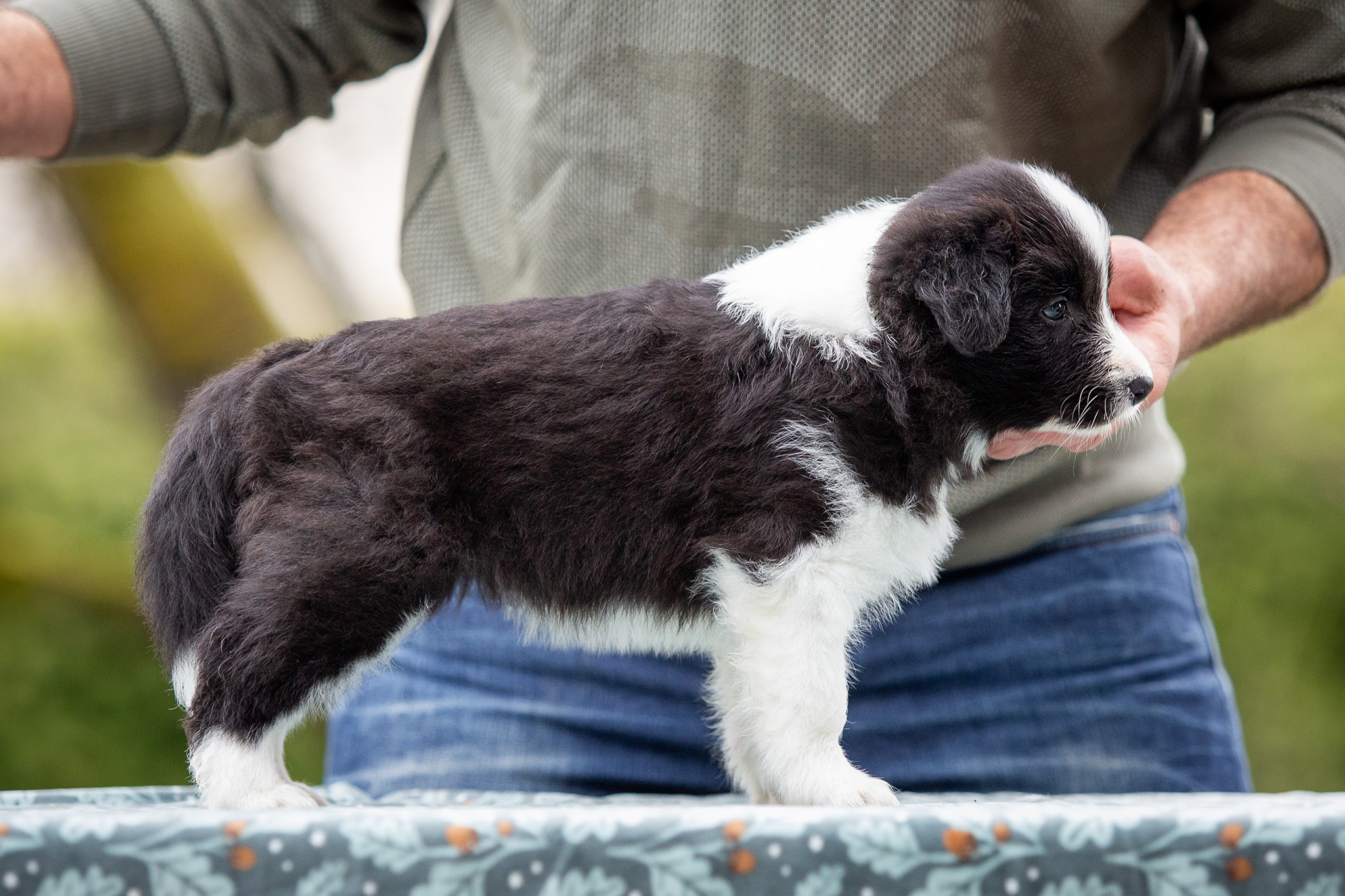 Border Collie Welpen in der sechsten Lebenswoche