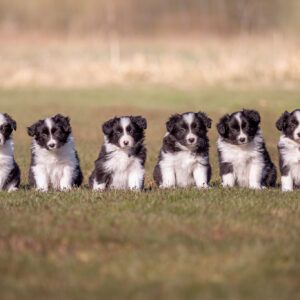 Border Collie Welpen