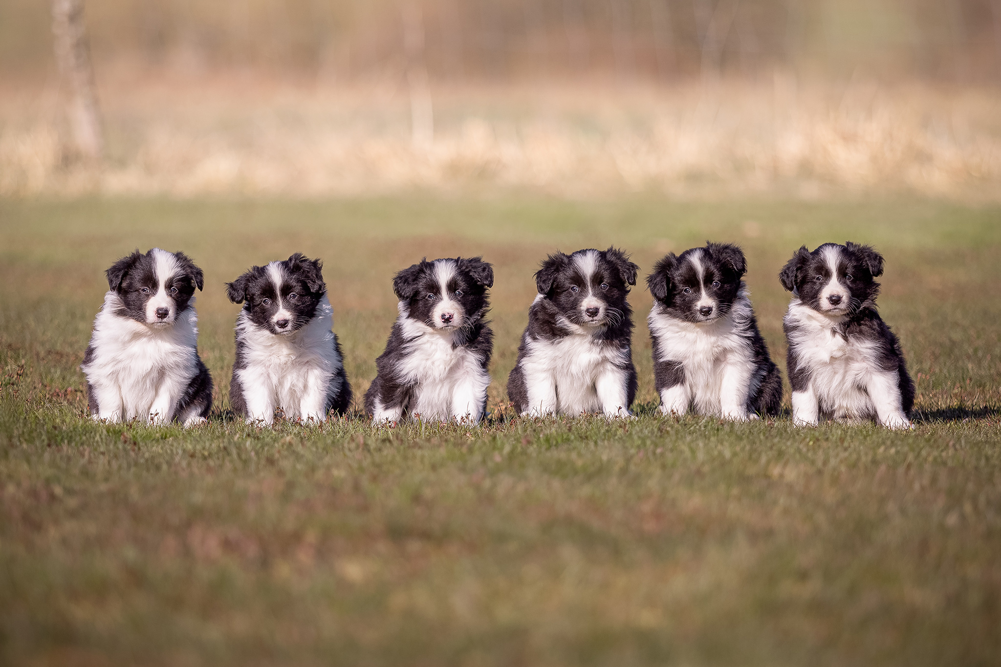 Border Collie Welpen