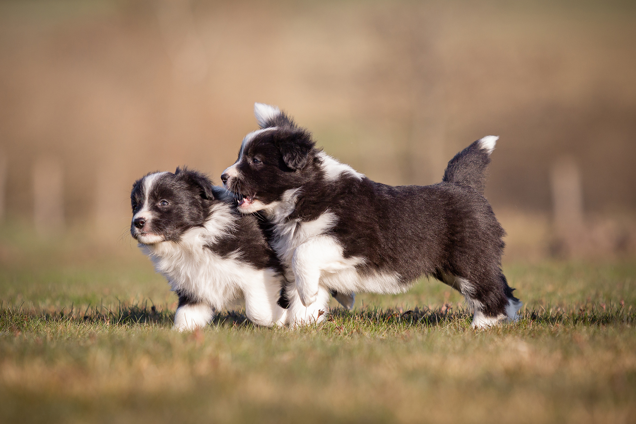 Border Collie Welpen