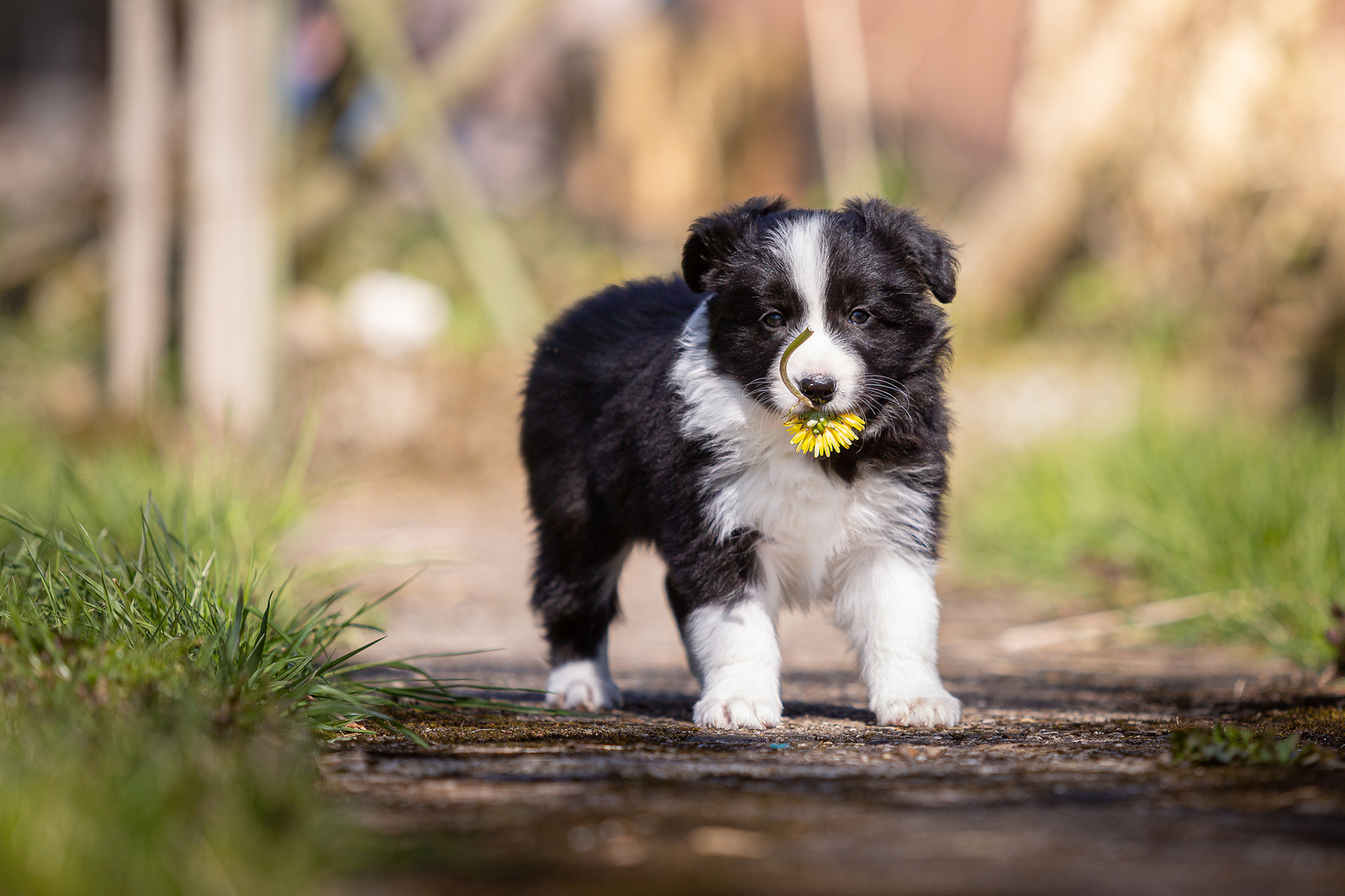 Border Collie Welpen in der 7. Lebenswoche