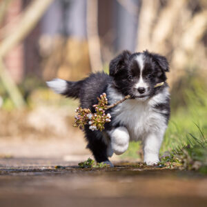 Border Collie Welpen in der 7. Lebenswoche