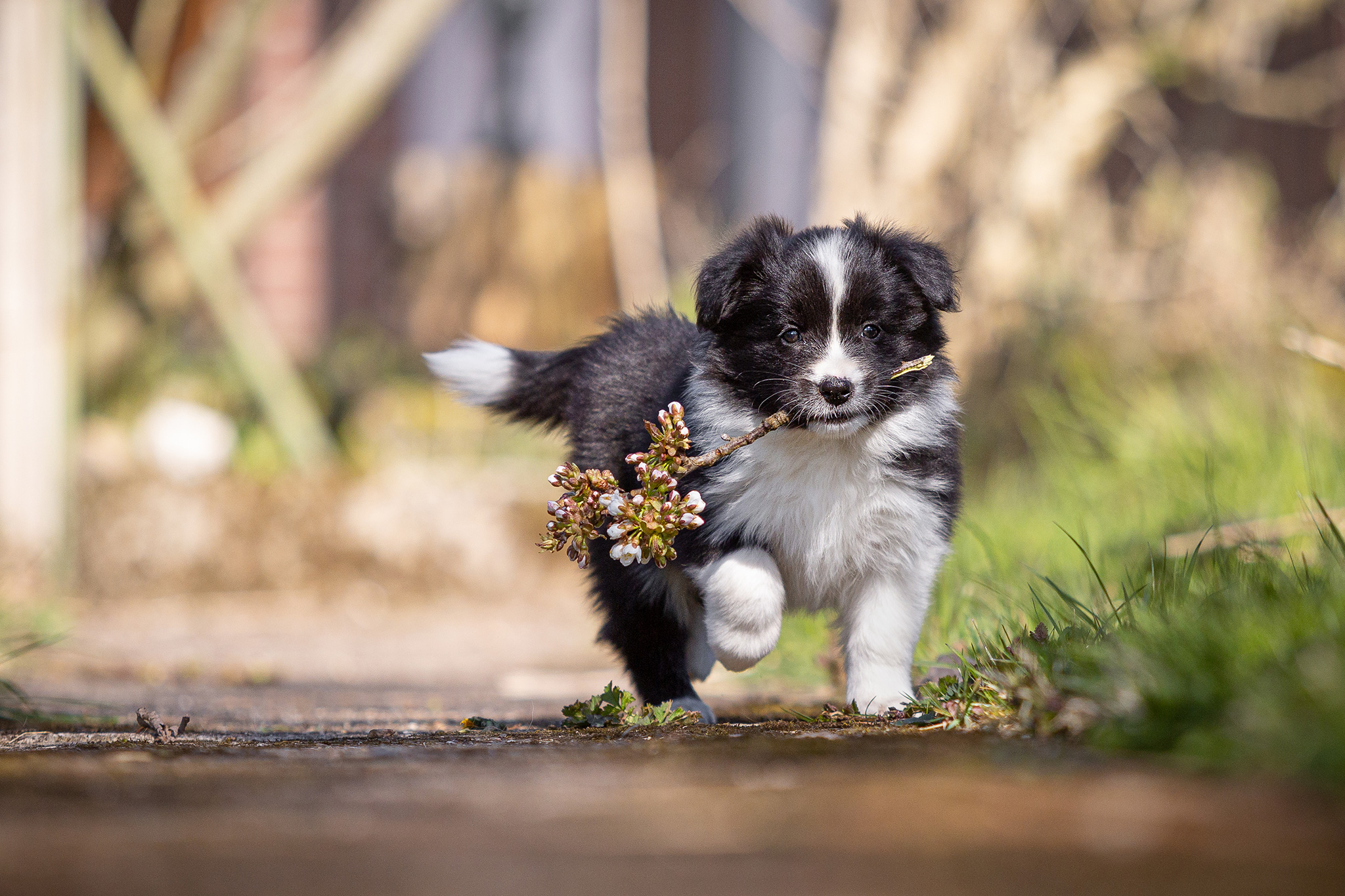 Border Collie Welpen in der 7. Lebenswoche