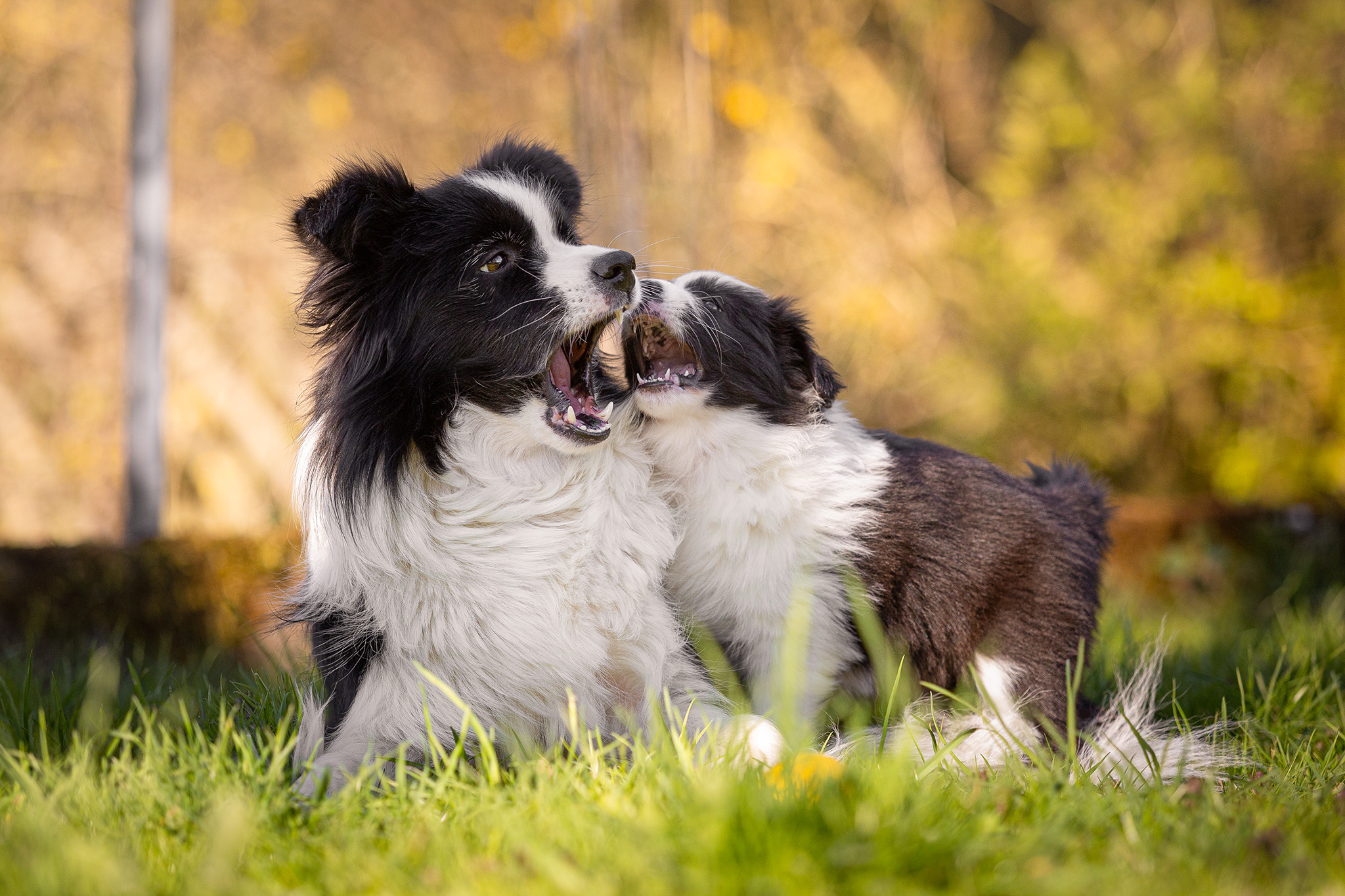 Border Collie Welpen in der 7. Lebenswoche