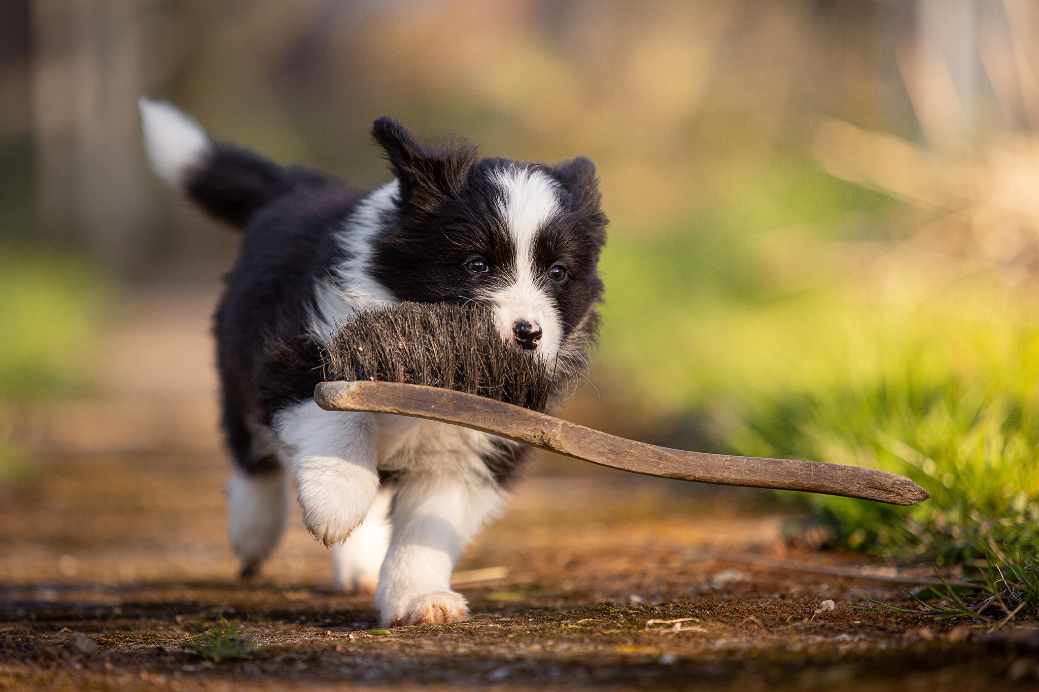 Border Collie Welpen in der 7. Lebenswoche