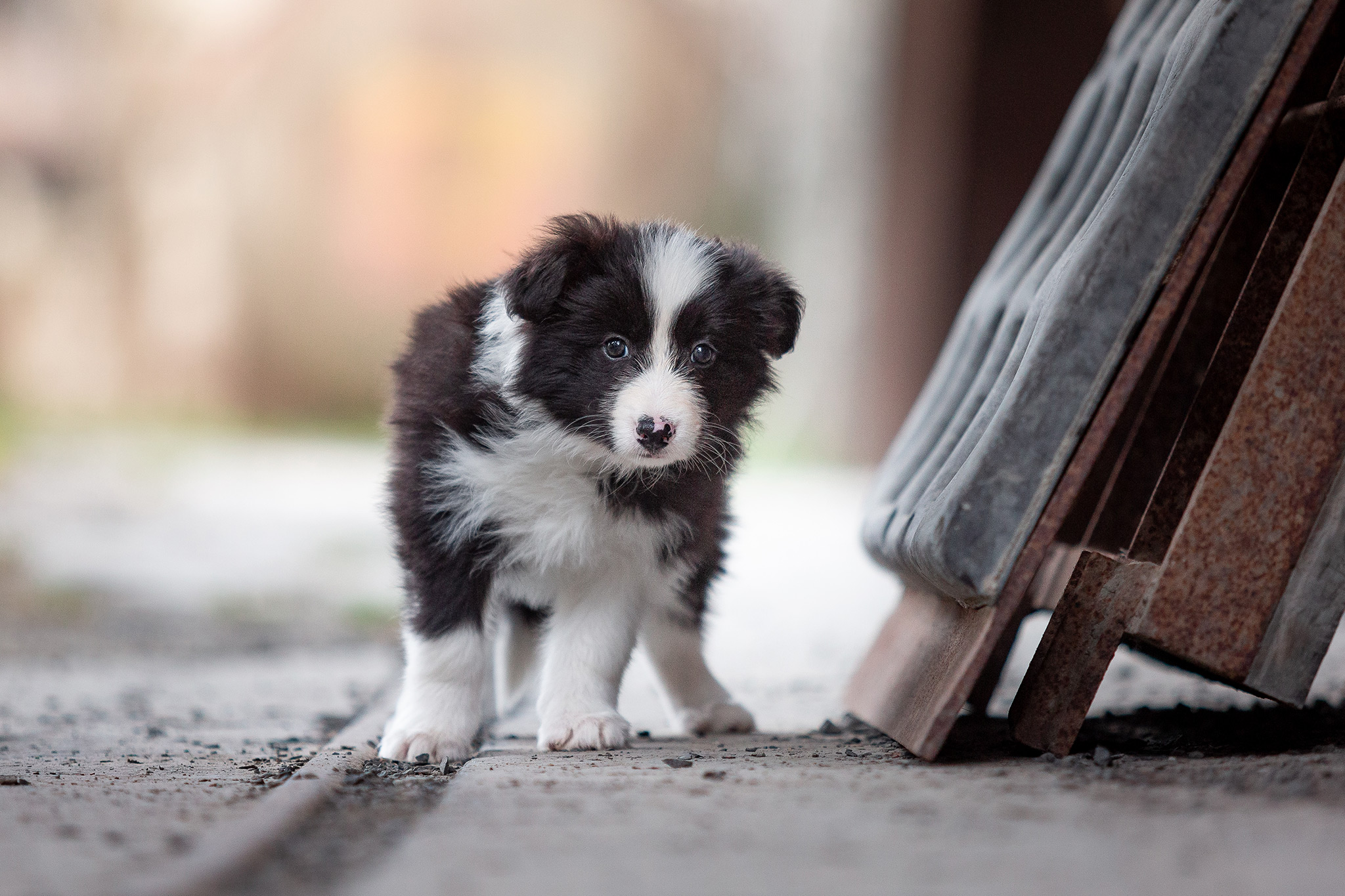 Border Collie Welpe im Stöffel-Park Enspel im Westerwald