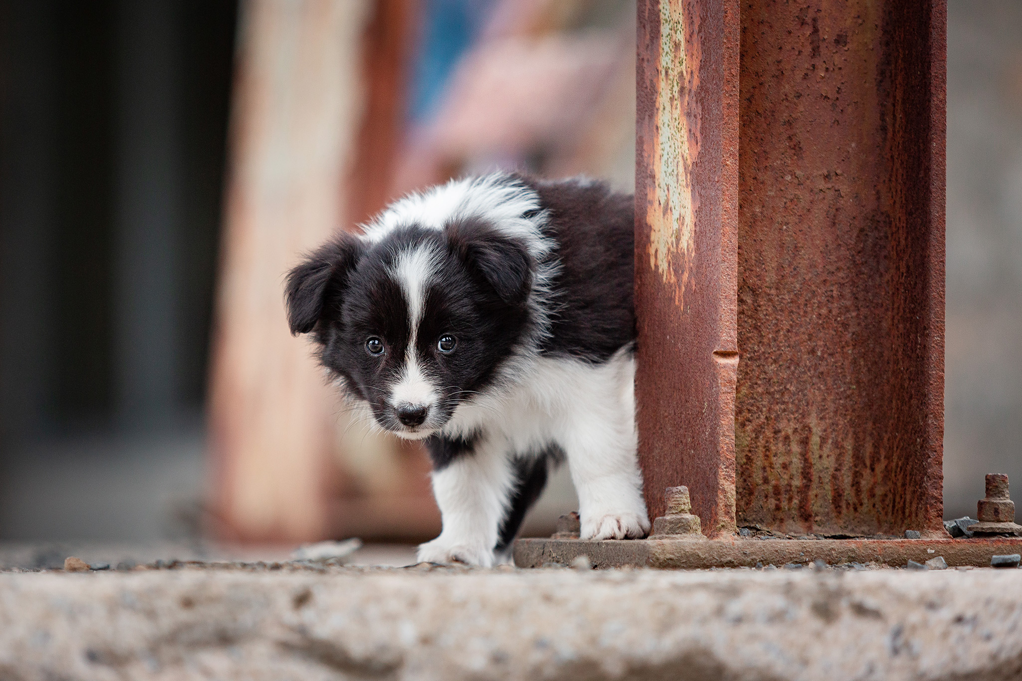 Border Collie Welpe im Stöffel-Park Enspel im Westerwald