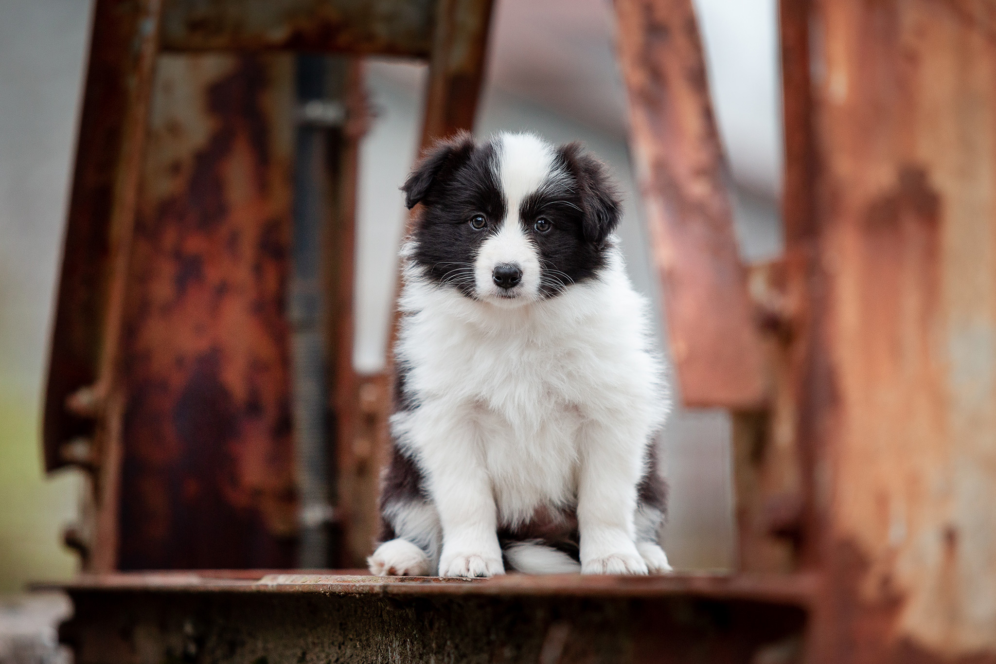 Border Collie Welpe im Stöffel-Park Enspel im Westerwald