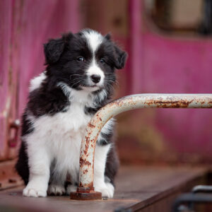 Border Collie Welpe im Stöffel-Park Enspel im Westerwald