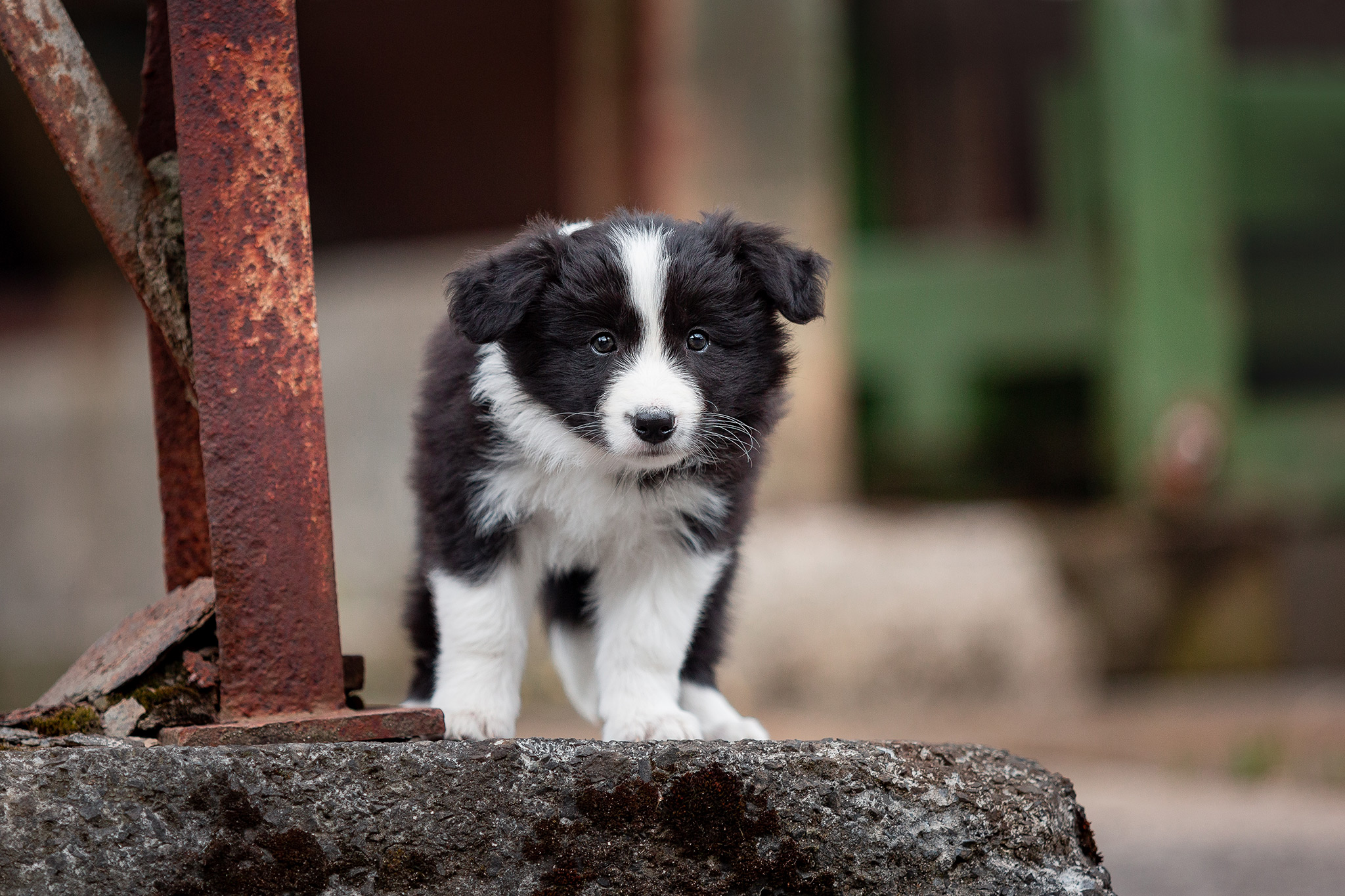 Border Collie Welpe im Stöffel-Park Enspel im Westerwald