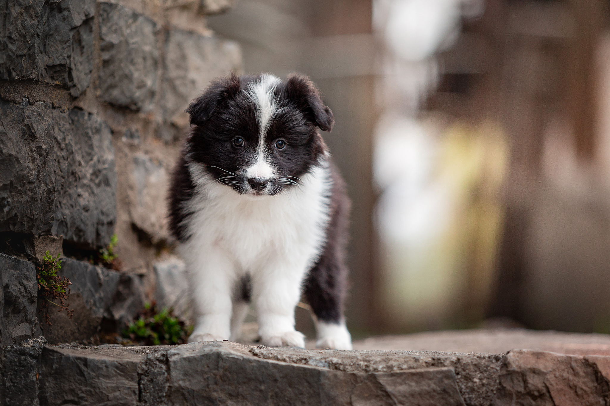 Border Collie Welpe im Stöffel-Park Enspel im Westerwald