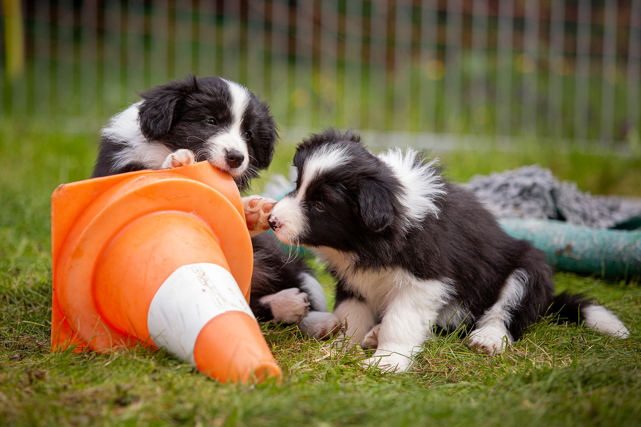 Border Collie Welpen in der 8. Lebenswoche