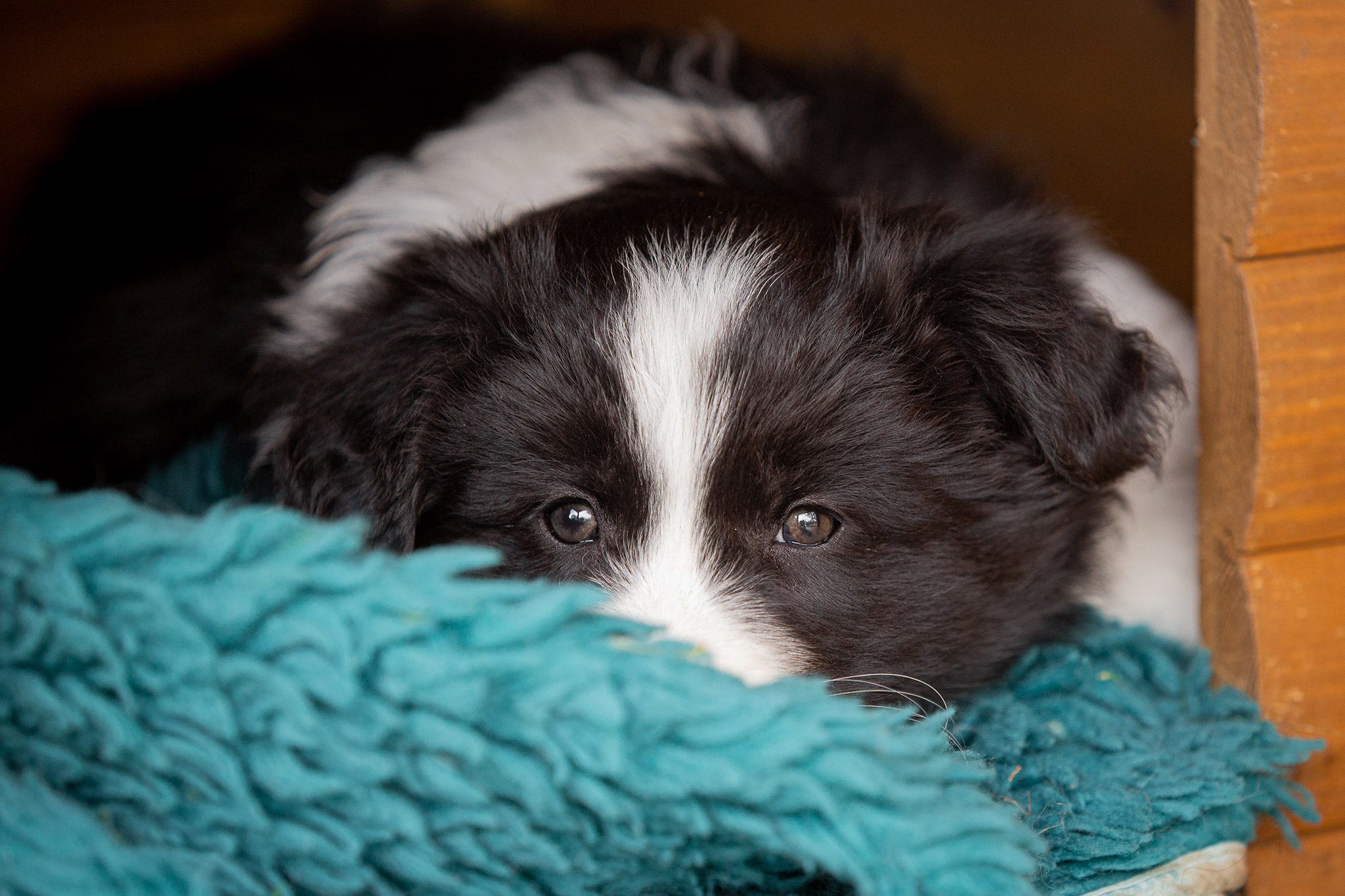 Border Collie Welpen in der 8. Lebenswoche