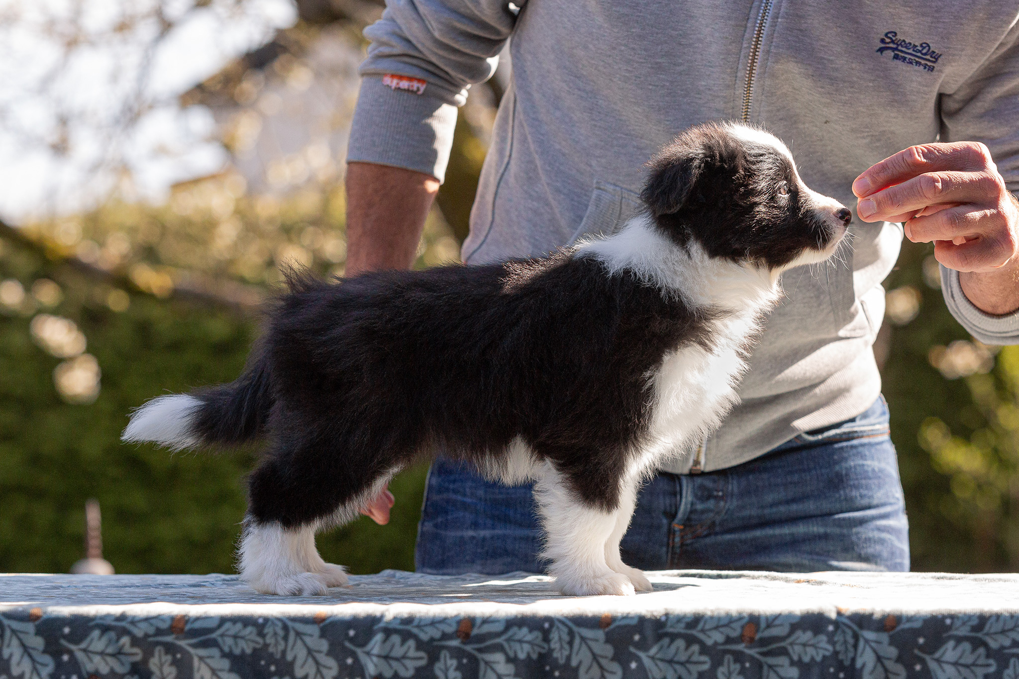 Border Collie Welpen in der 8. Lebenswoche