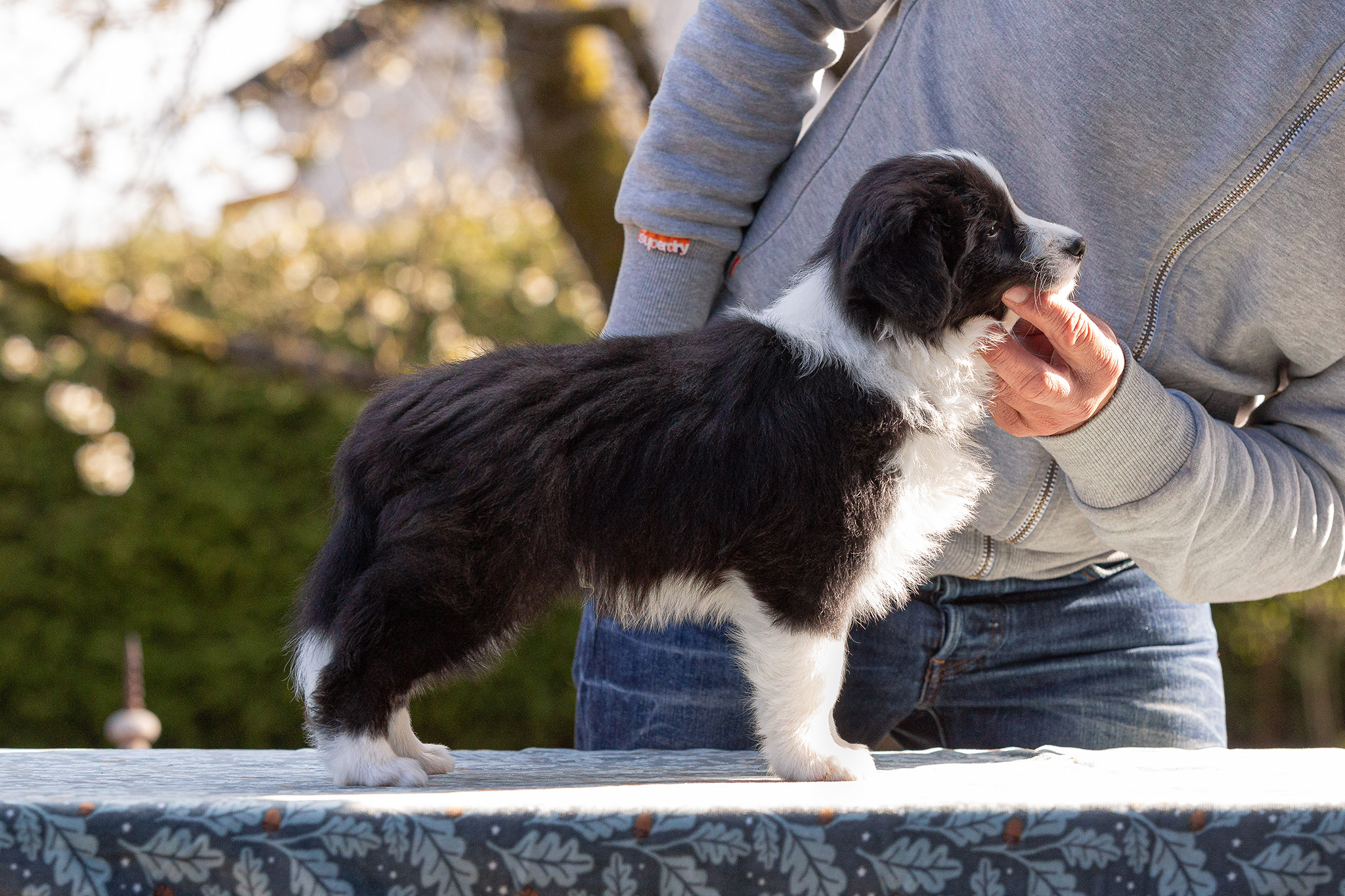 Border Collie Welpen in der 8. Lebenswoche