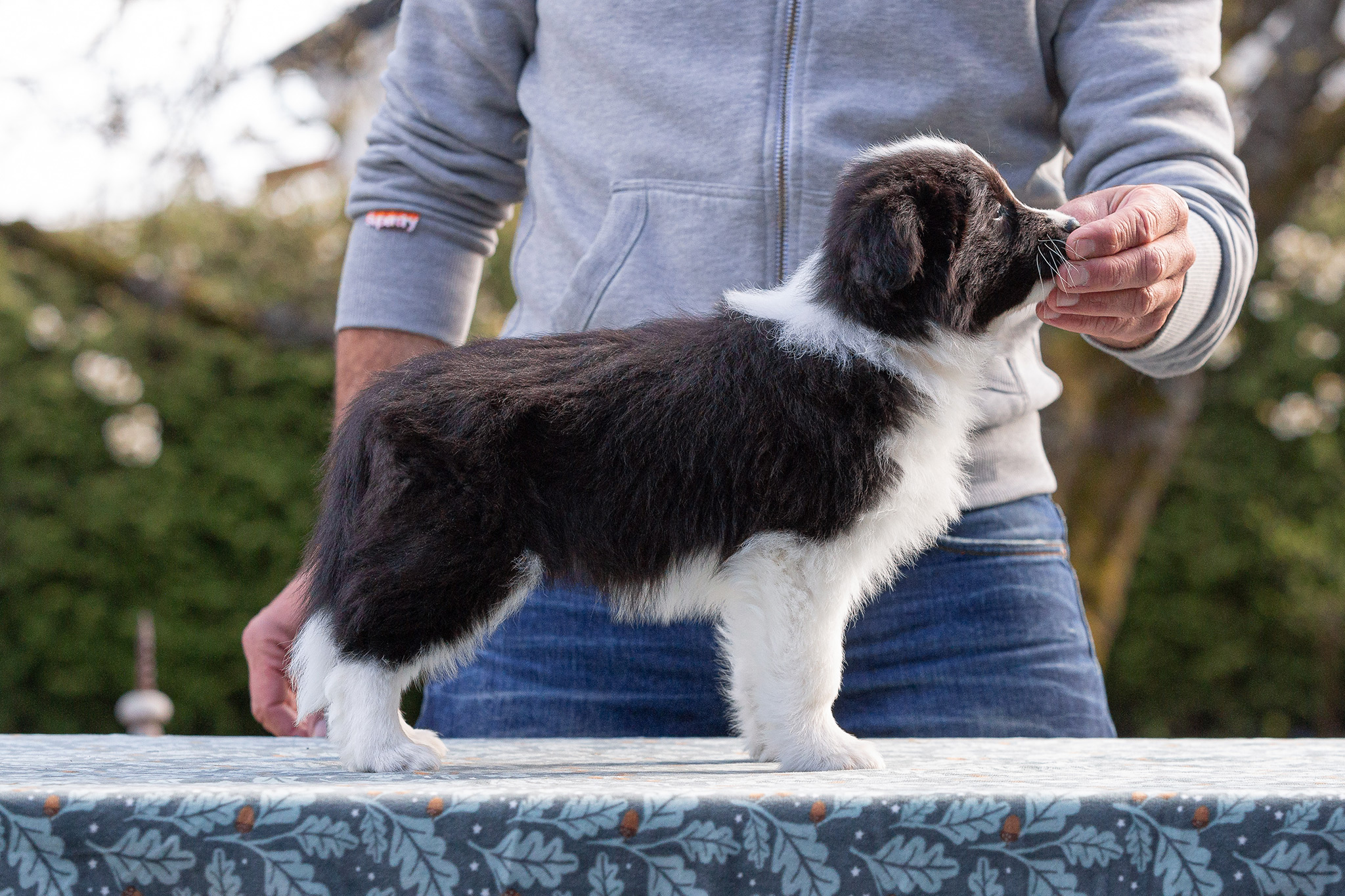 Border Collie Welpen in der 8. Lebenswoche