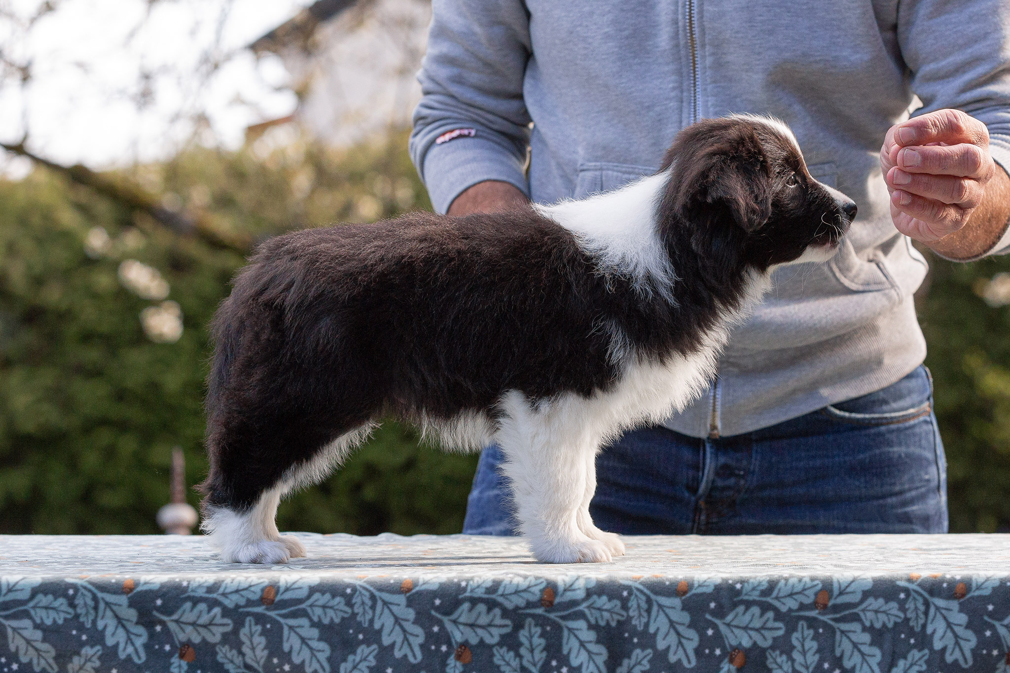 Border Collie Welpen in der 8. Lebenswoche