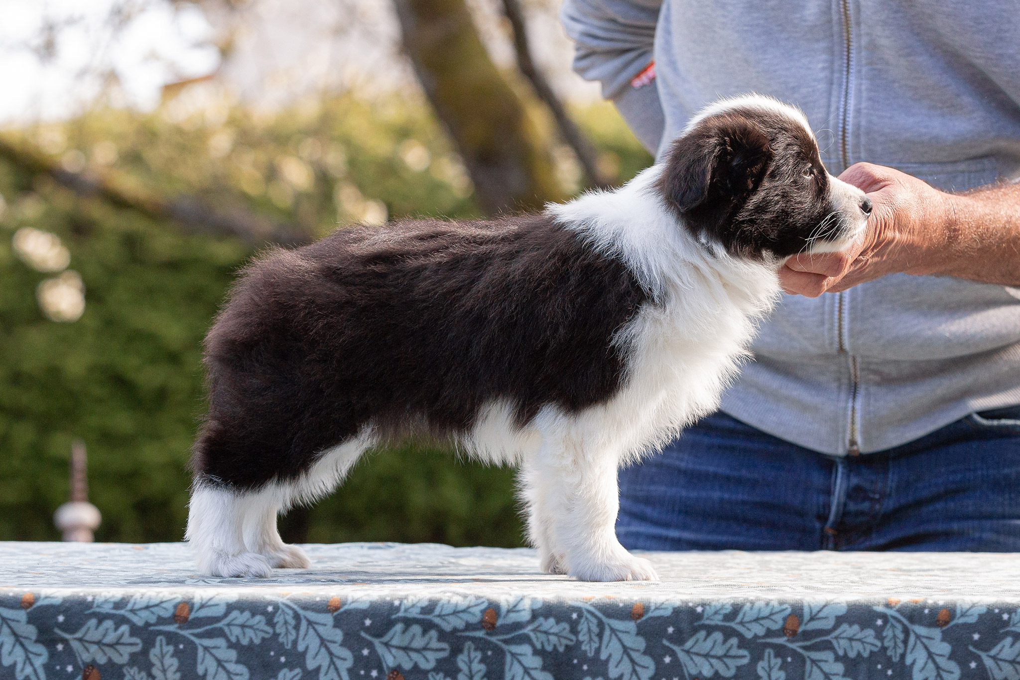 Border Collie Welpen in der 8. Lebenswoche