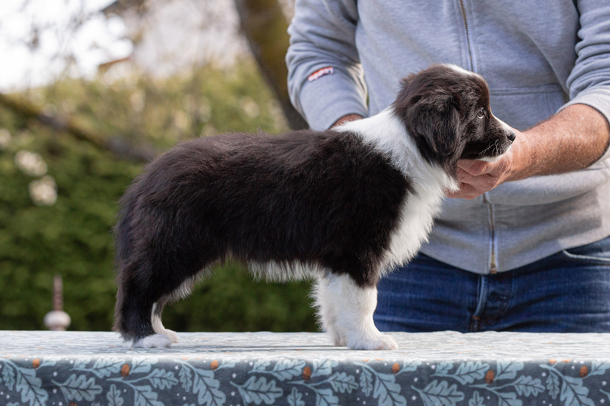 Border Collie Welpen in der 8. Lebenswoche