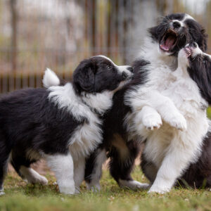 Border Collie Welpen in der 8. Lebenswoche