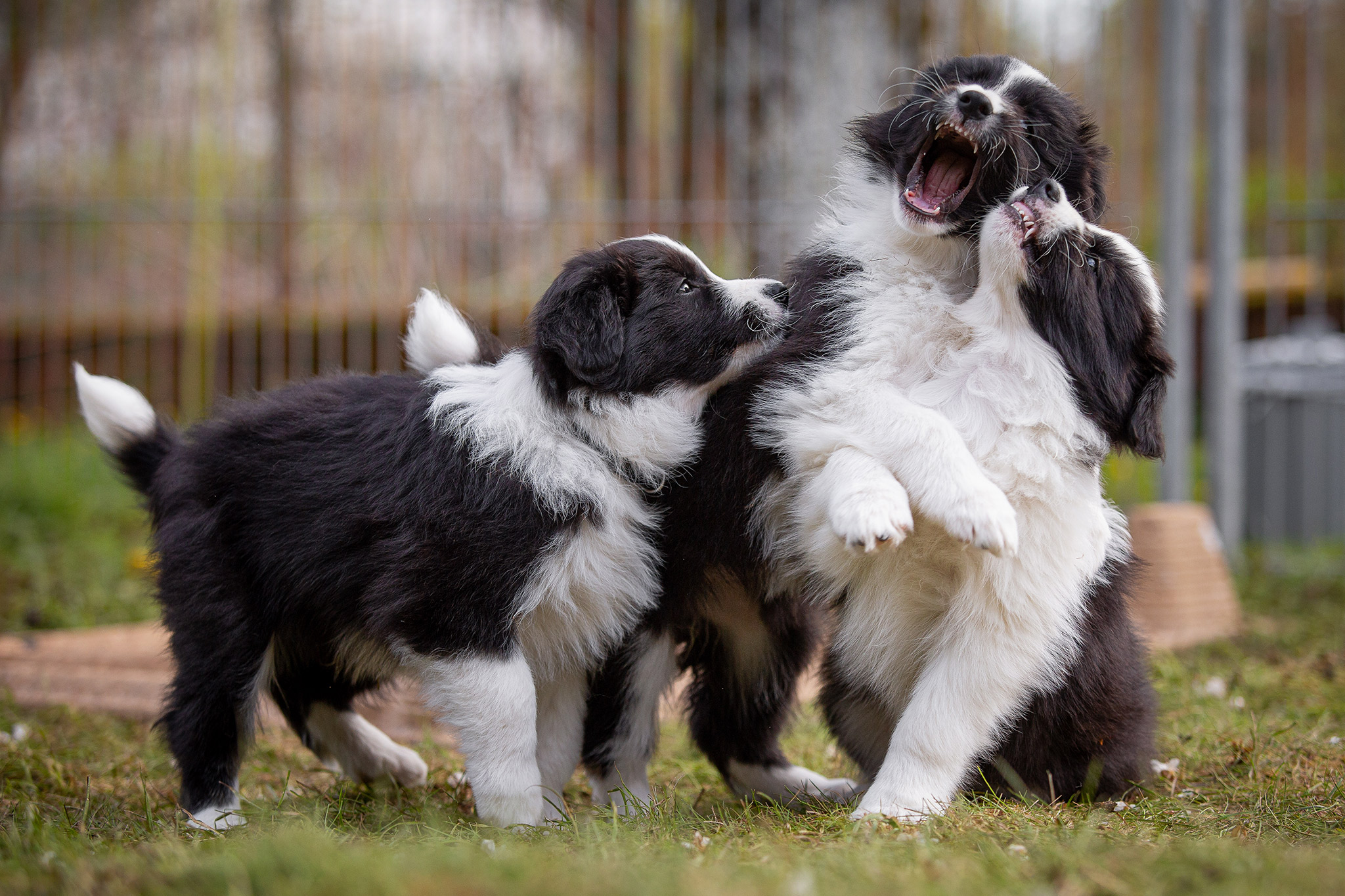 Border Collie Welpen in der 8. Lebenswoche