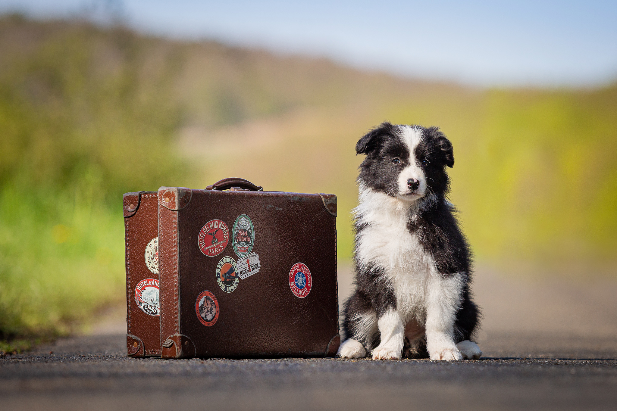 8 Wochen alter Border Collie Welpe