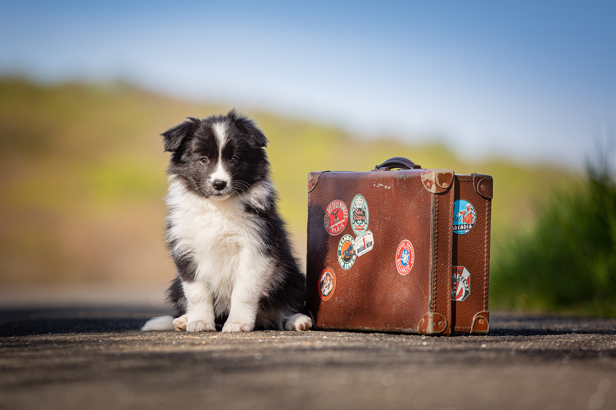 8 Wochen alter Border Collie Welpe