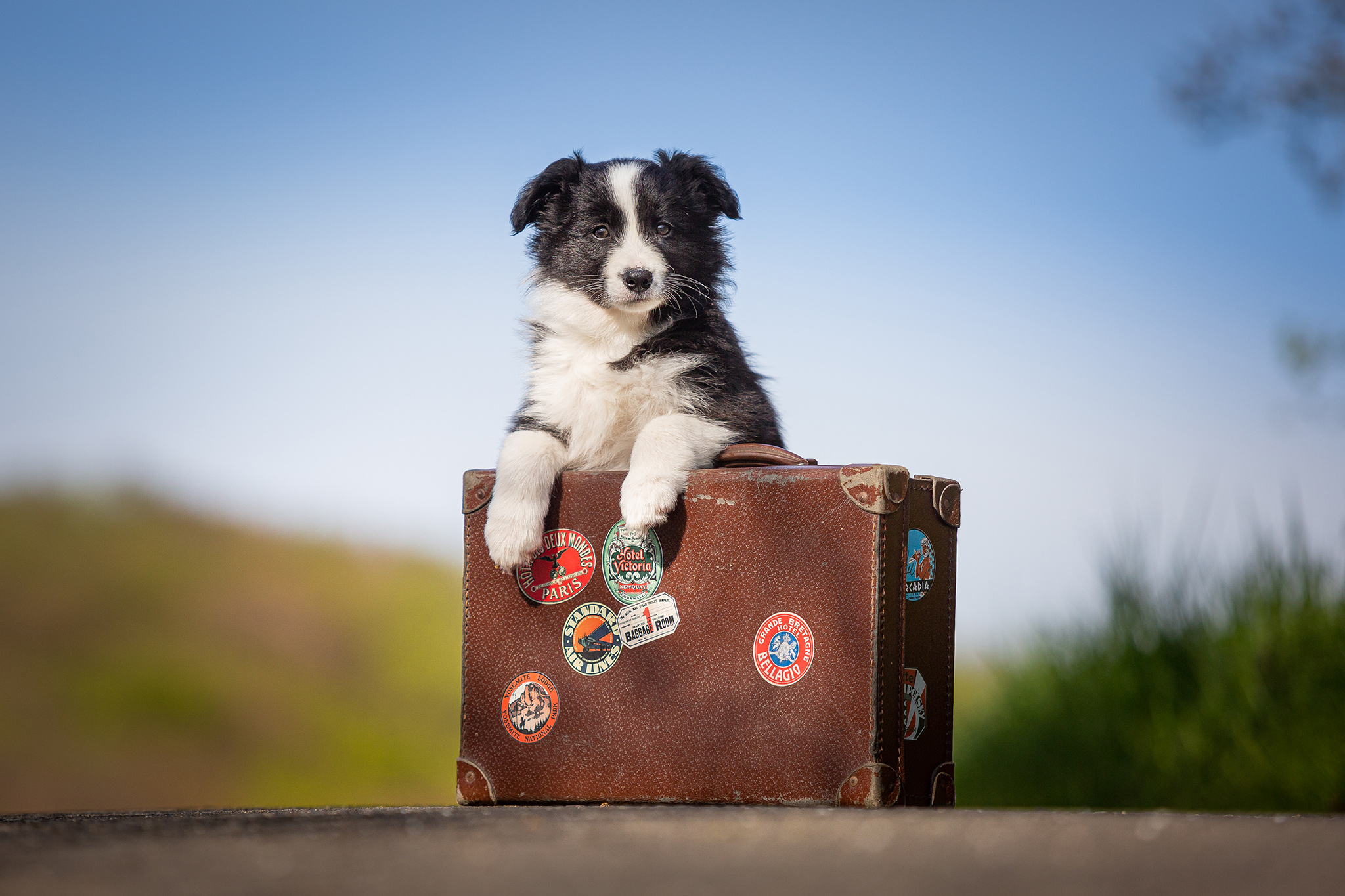 8 Wochen alter Border Collie Welpe