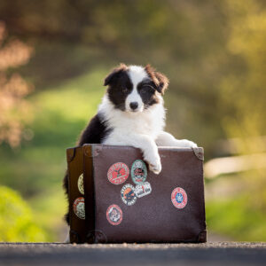 8 Wochen alter Border Collie Welpe