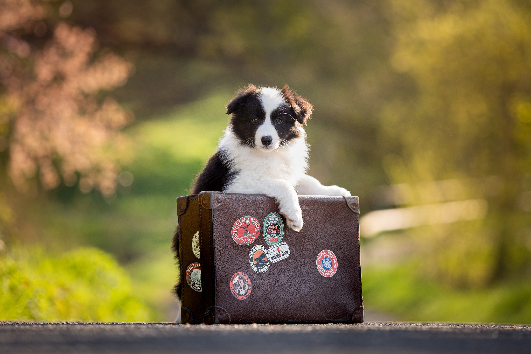 8 Wochen alter Border Collie Welpe