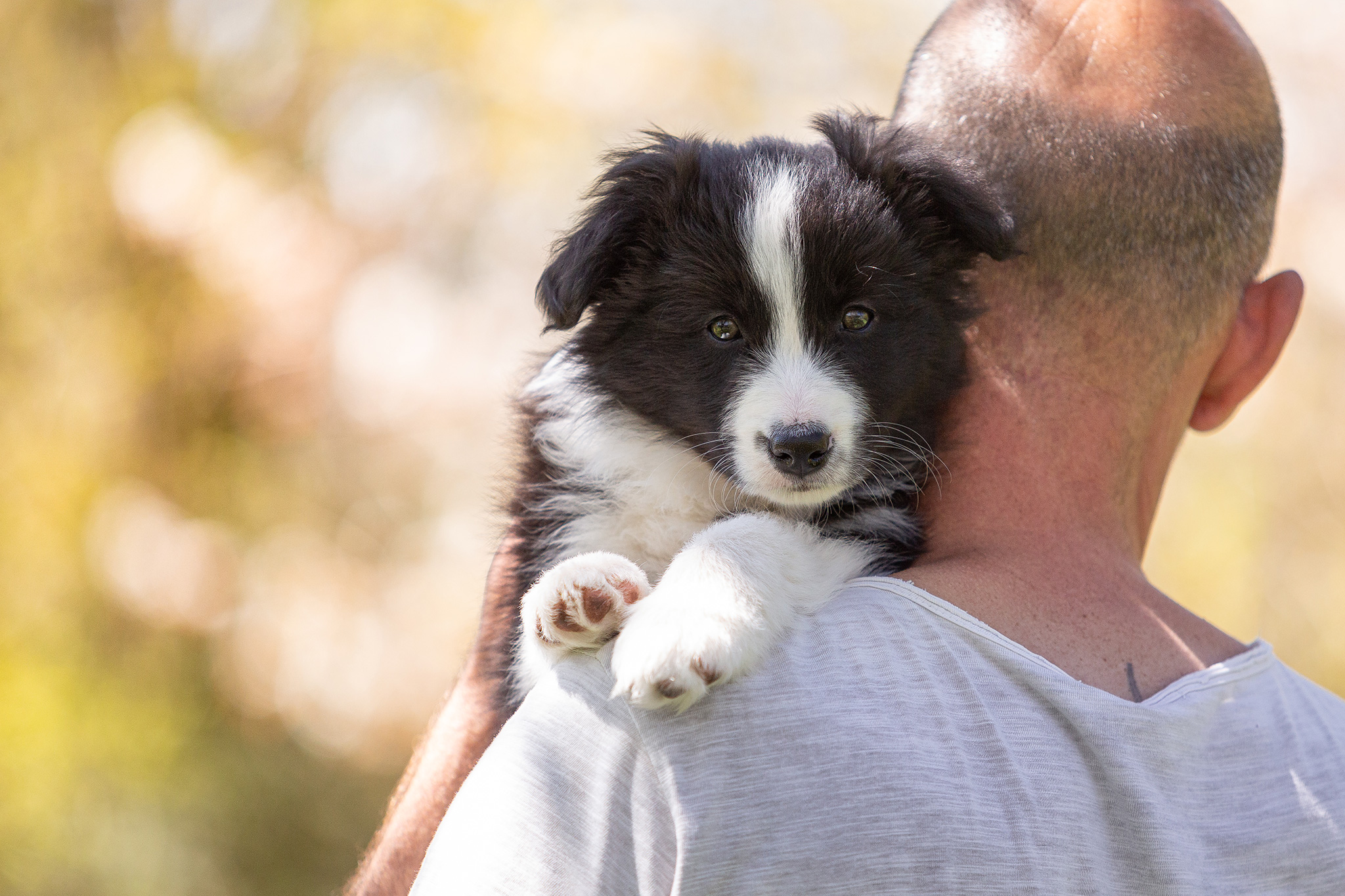 Border Collie Welpen