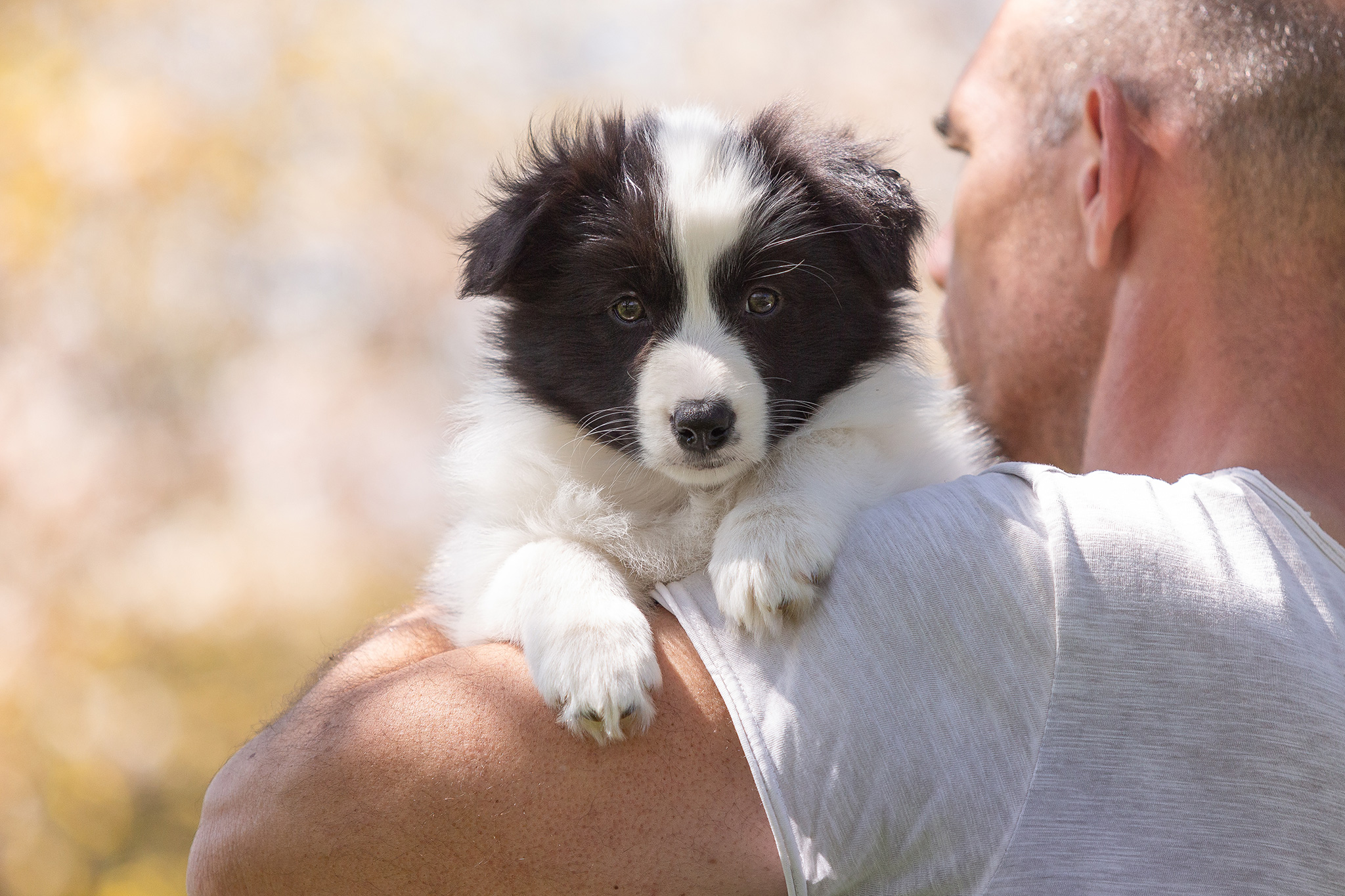 Border Collie Welpen